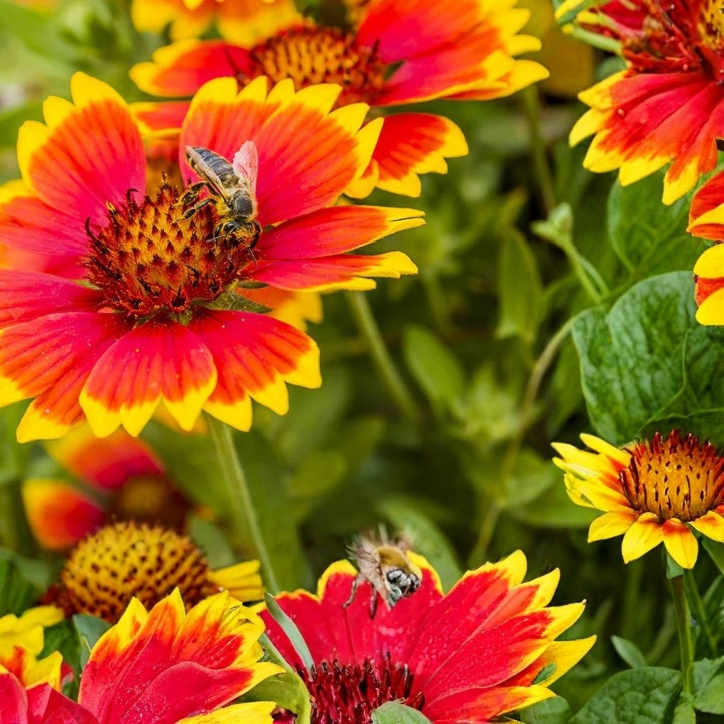 Finesse Blanket Flower Seeds 200 Non-GMO Gaillardia Aristata Vibrant Garden Blooms