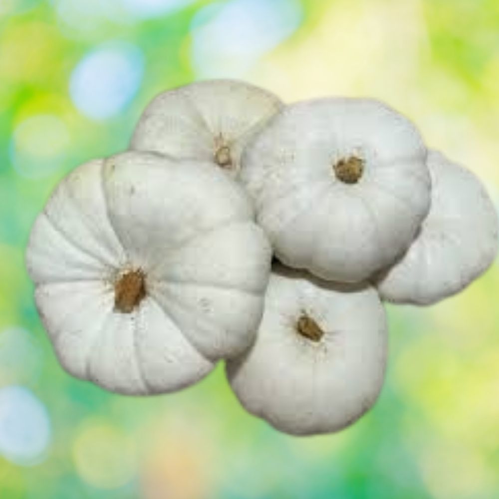 Organic White Boer Pumpkin Seeds 10 Pack Heirloom Variety USA Grown Cucurbita pepo