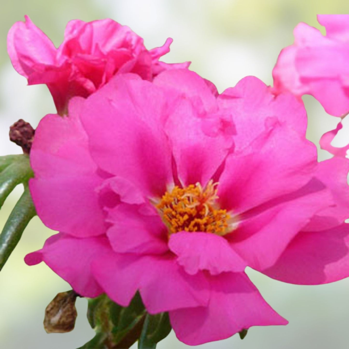 Magenta Double Massive Bloom Portulaca Moss Rose Cuttings - 7 Healthy Plants - US Seller