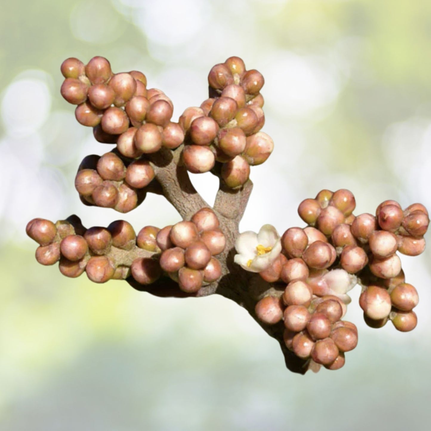 Lemonade Berry Seeds - 10 Pack - Rhus Integrifolia - Drought-Tolerant Native Plant for Landscaping