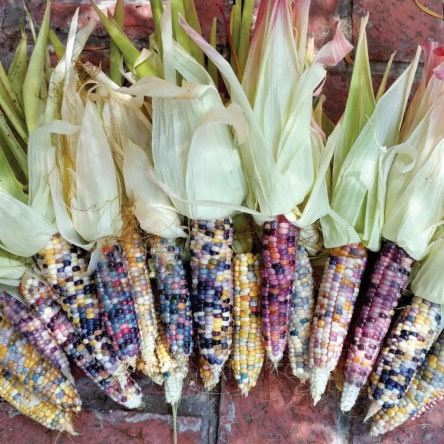 Dwarf Rainbow Corn Seeds 10 Pack Non GMO Colorful Zea mays Garden Planting Seeds