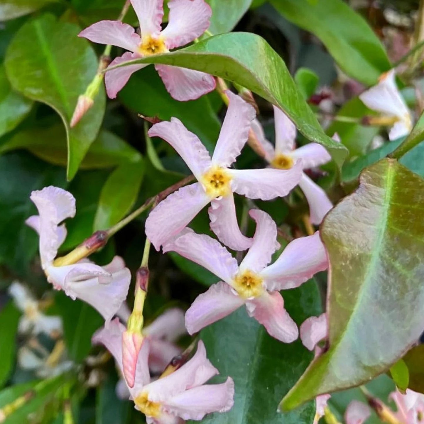 Pink Star Jasmine Cuttings - 16 Rooting Plant Cuttings for Garden, Trachelospermum jasminoides, Fragrant Climbing Vine