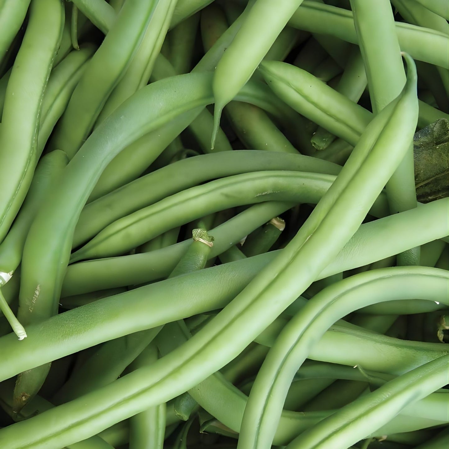 Organic Bush Bean Seeds 75 Pack Provider Variety Non-GMO Heirloom Vegetable Garden Seeds