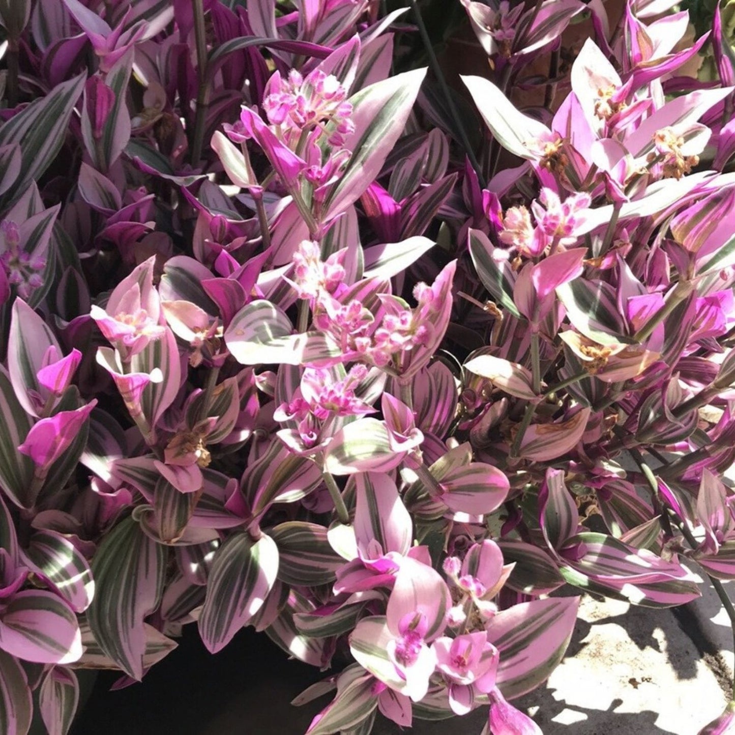 Wandering Jew Plant Cuttings - 5 Tradescantia Nanouk - Healthy & Ready for Propagation - Indoor Houseplant, Variegated, Easy Care