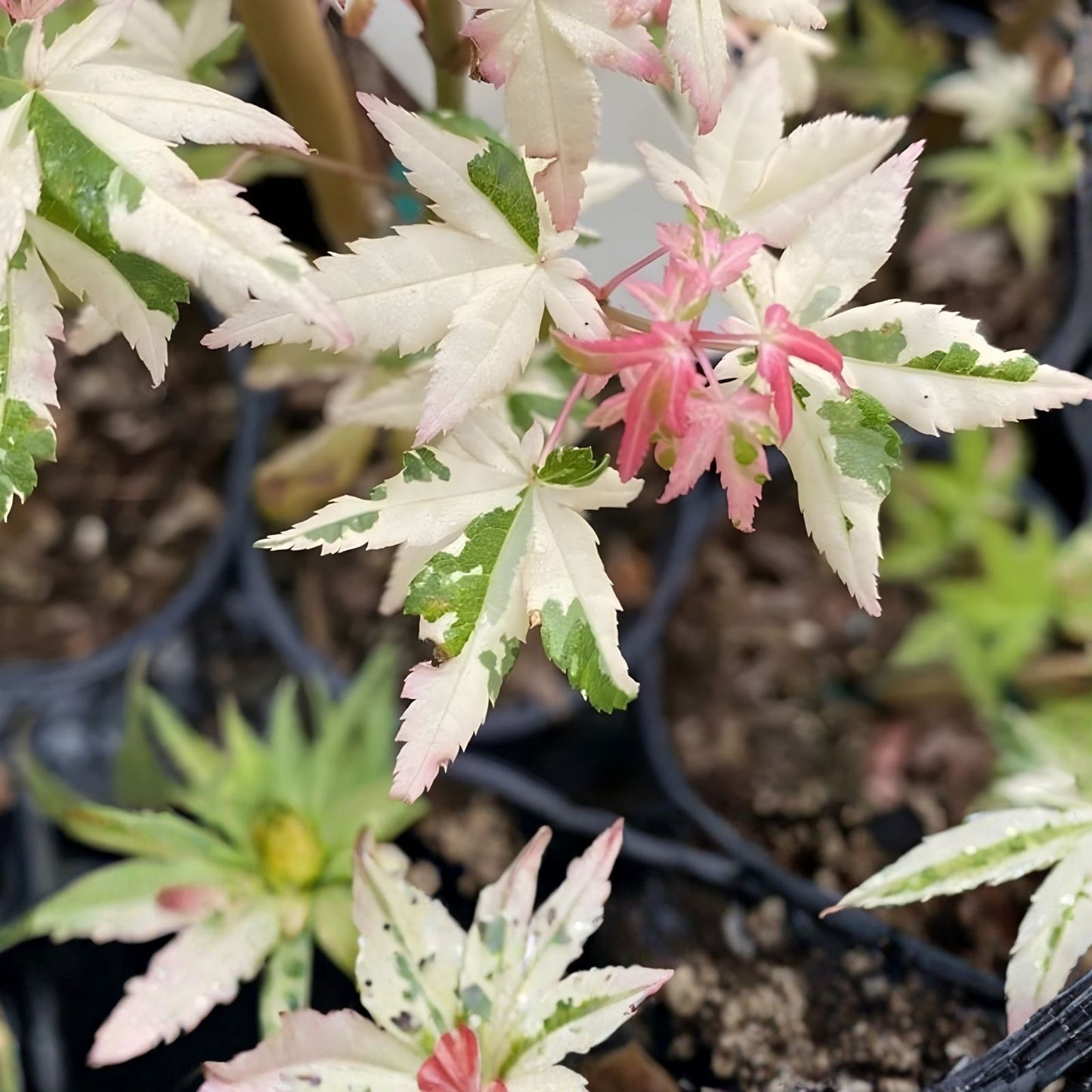 Unrooted Weeping Japanese Maple Cuttings - 'Garnet' Acer palmatum for Grafting and Propagation