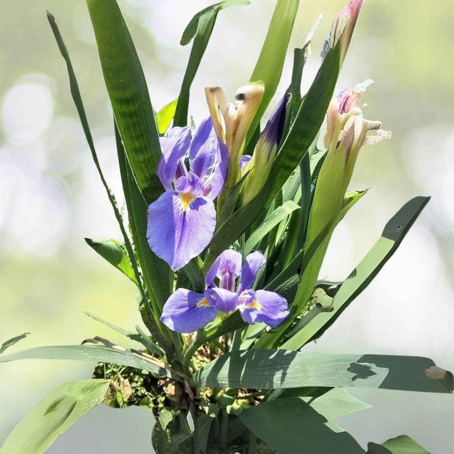 Iris Plants Ready to Plant (2) - Purple Flowering Perennial - Iris germanica