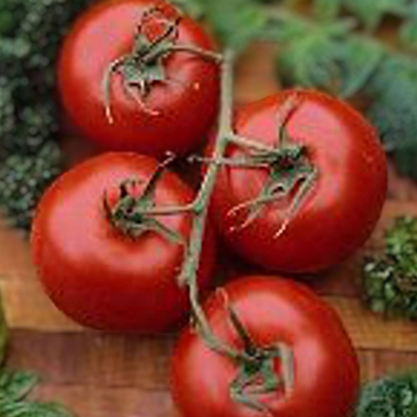 Tomato Seeds 100 Count Rutgers Heirloom Non-GMO Large Tomatoes Solanum lycopersicum