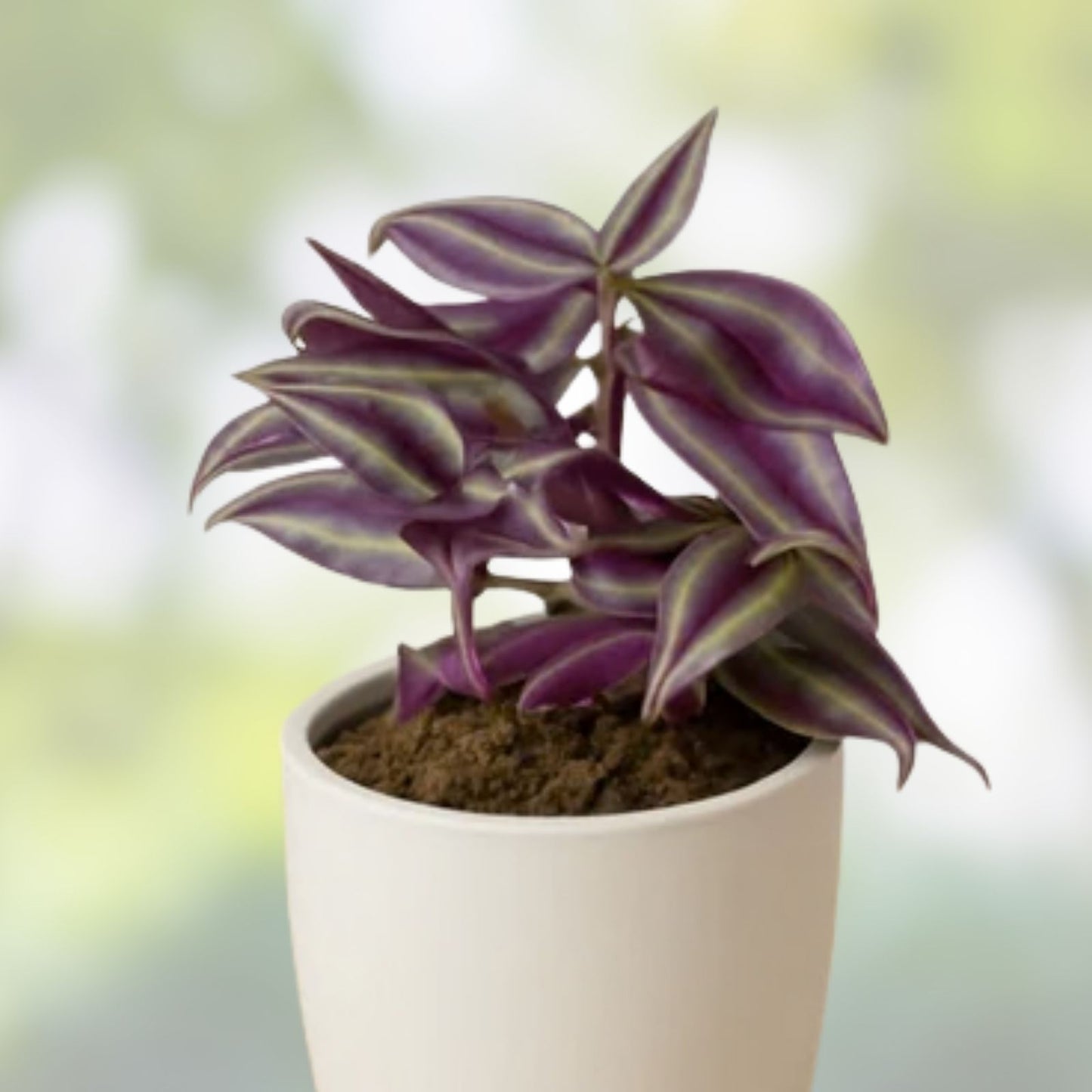 Tradescantia Zebrina Cuttings - 10 Pack Wandering Jew Houseplant Easy Care Indoor Plant