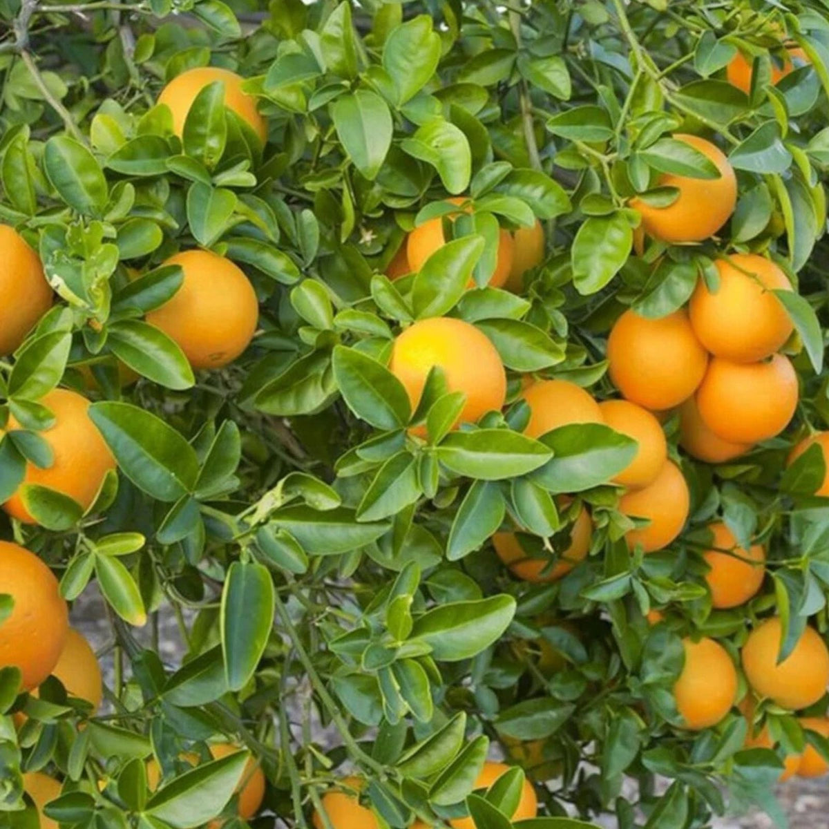 Sweet Juicy Orange Tree Seeds - Citrus sinensis - 10 Pack of Premium Seeds for Home Garden or Orchard