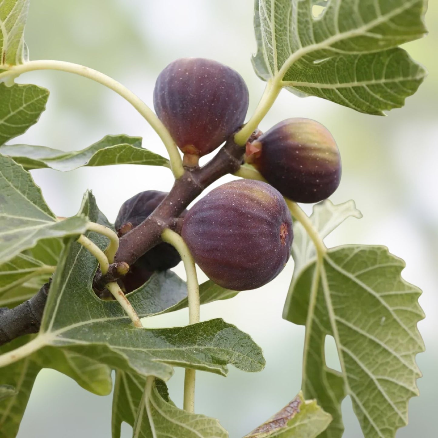 Amore Fig Tree Cuttings - 2 Tasty Ficus carica Fruit Plant Cuttings for Home Garden, Edible Fig Plants