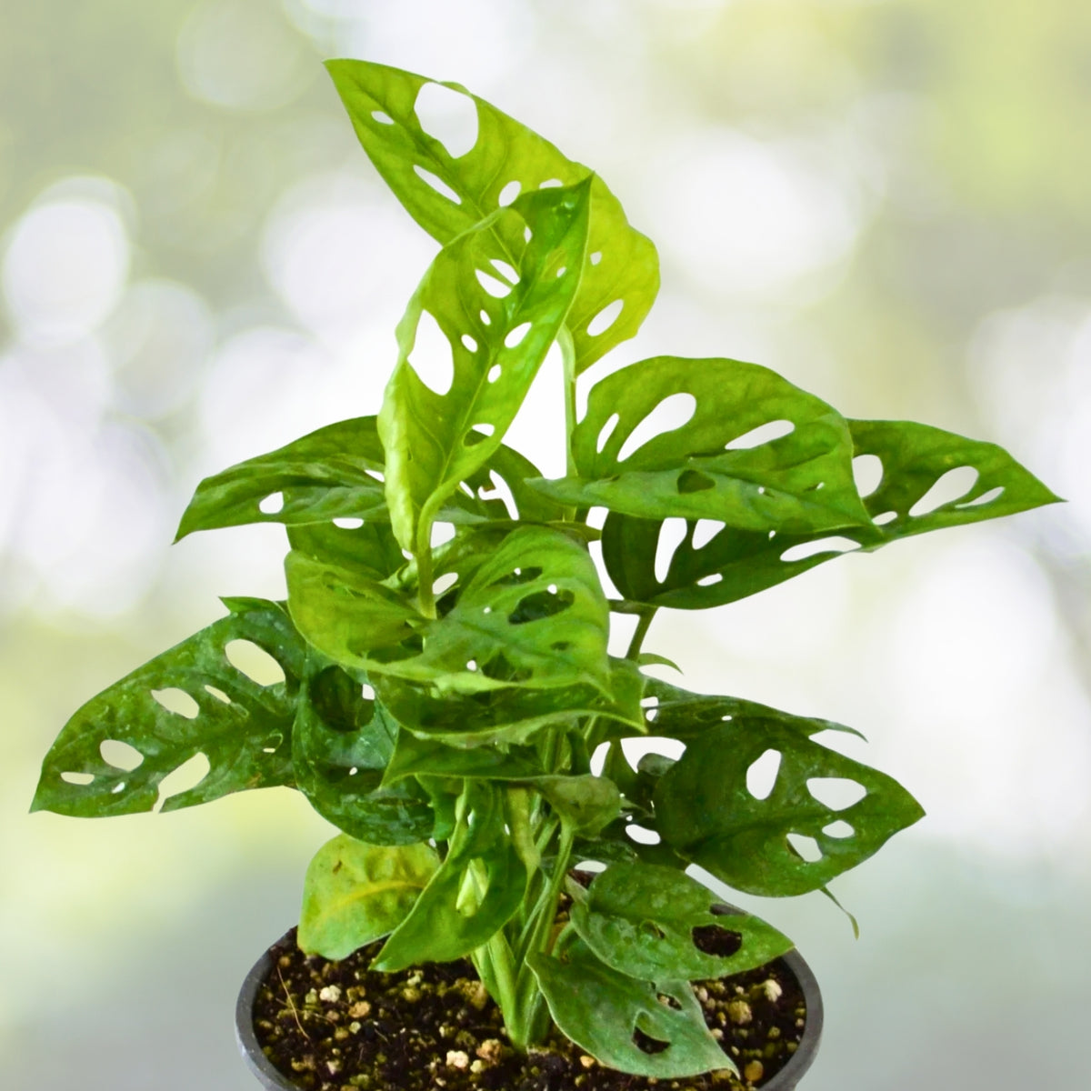 Monstera Adansonii Plant in 6 Inch Pot, Swiss Cheese Plant, Easy Care Tropical Houseplant, Monstera deliciosa