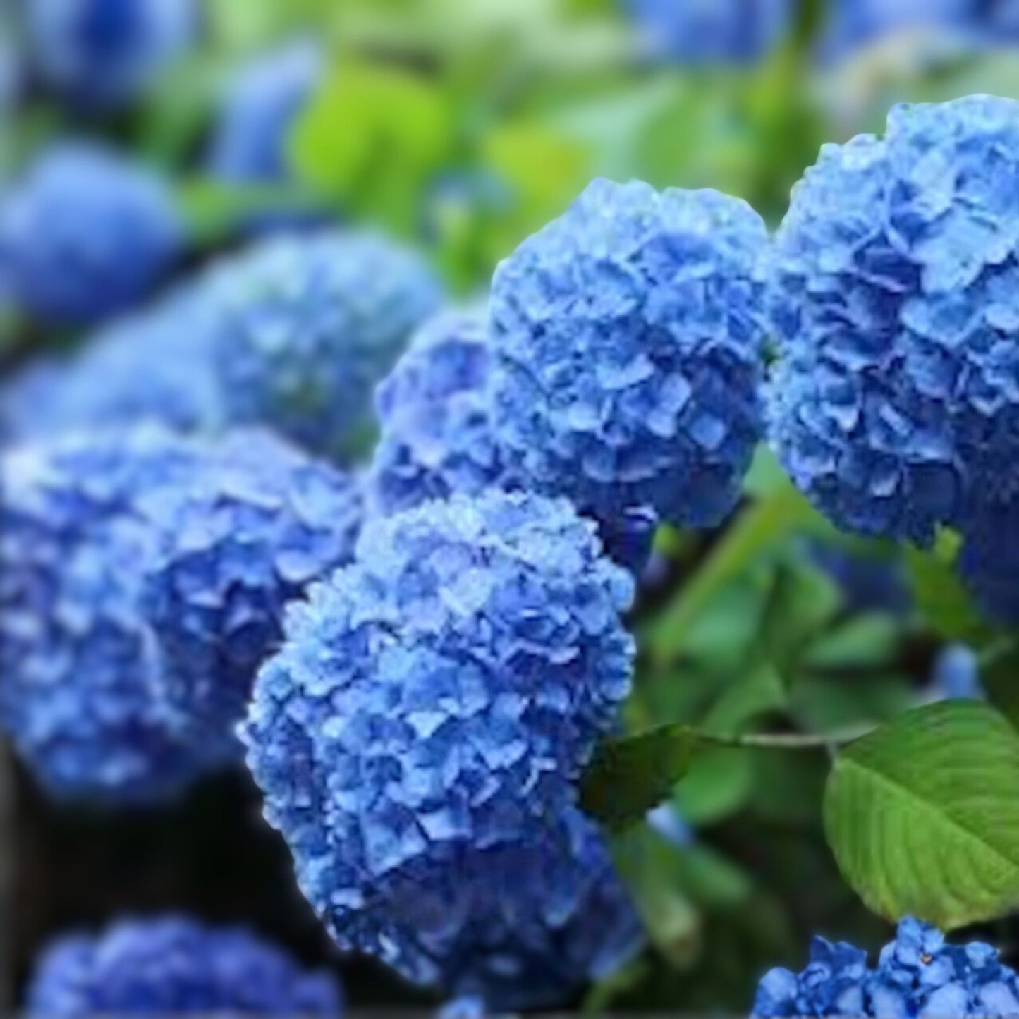 Blue Hydrangea Bush - Bare Root Plant - Old Fashioned Variety - Vibrant Blue Flowers - Hydrangea macrophylla
