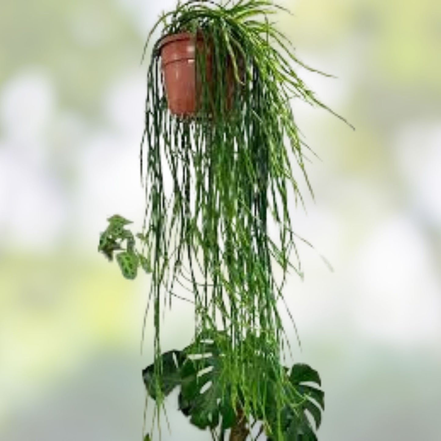 Rhipsalis Cuttings 4 Pack – Barra do Sul, Pink Berries, Rhipsalis spp., 5 Inch Length, Indoor Succulent Plant Propagation