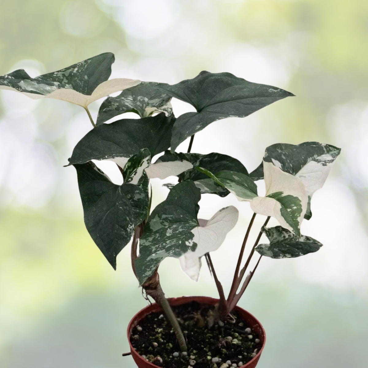 Syngonium Albo Variegated 4” Live Plant - Rare Arrowhead Vine with Unique White & Green Foliage - Perfect Houseplant