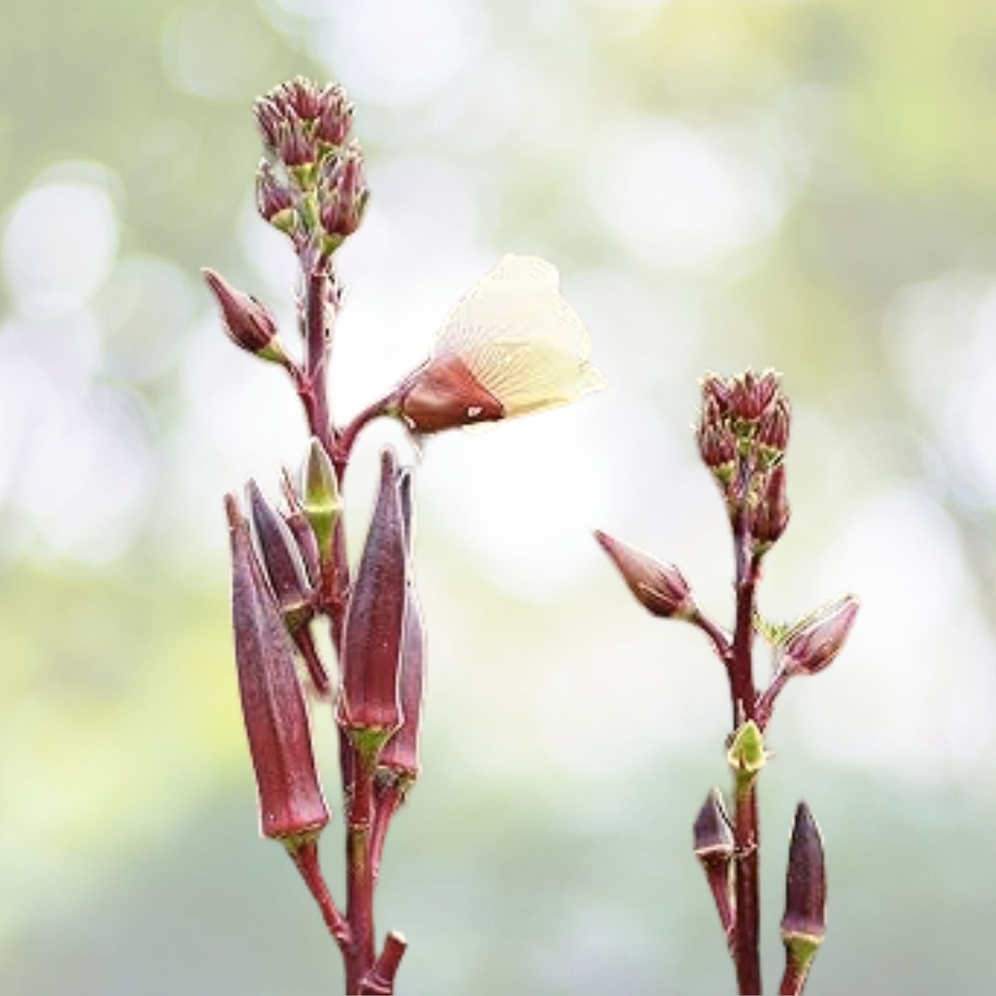 Red Burgundy Okra Seeds - 50+ Fresh Vegetable Seeds (Abelmoschus esculentus) - Heirloom Variety - USA Grown
