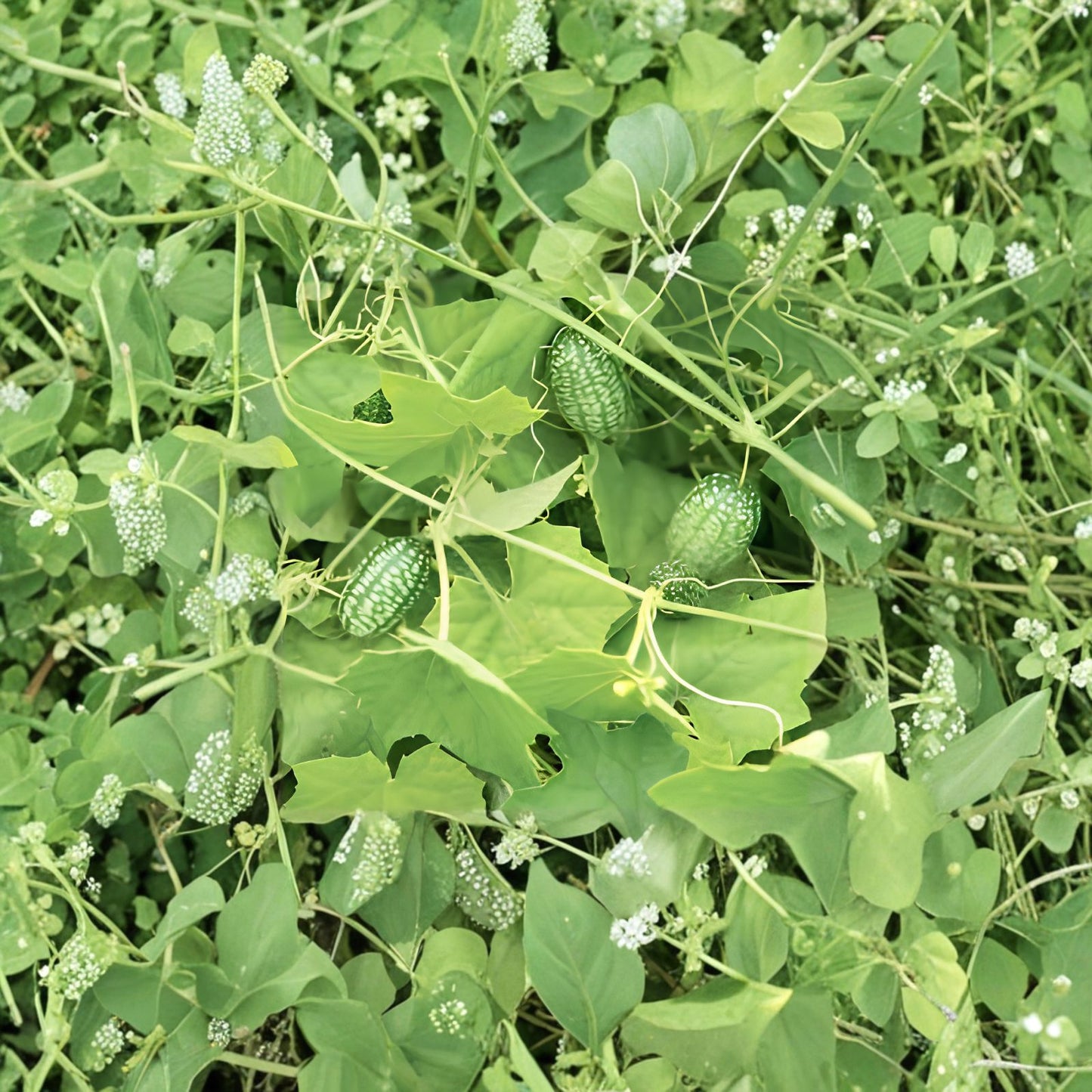 Cucamelon Seeds 20 Count - Mouse Melon, Melothria scabra, Mini Cucumber, Mexican Sour Gourd, Edible Fruit Plant, Starter Seeds