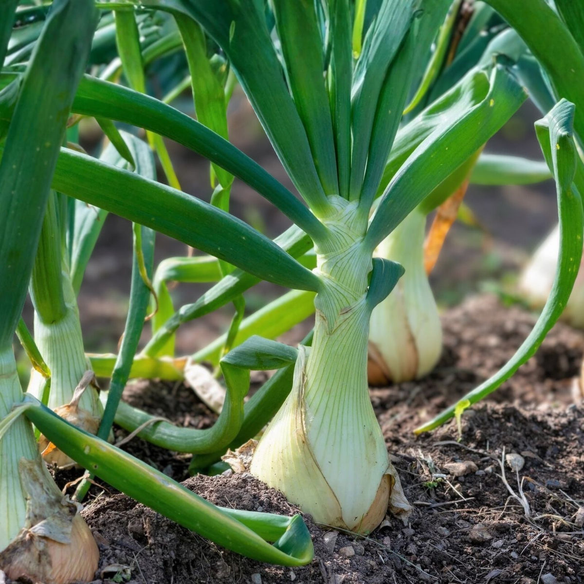 Heirloom Spanish White Onion Seeds - 500 Non-GMO Sweet Allium cepa Vegetable Seeds for Gardening