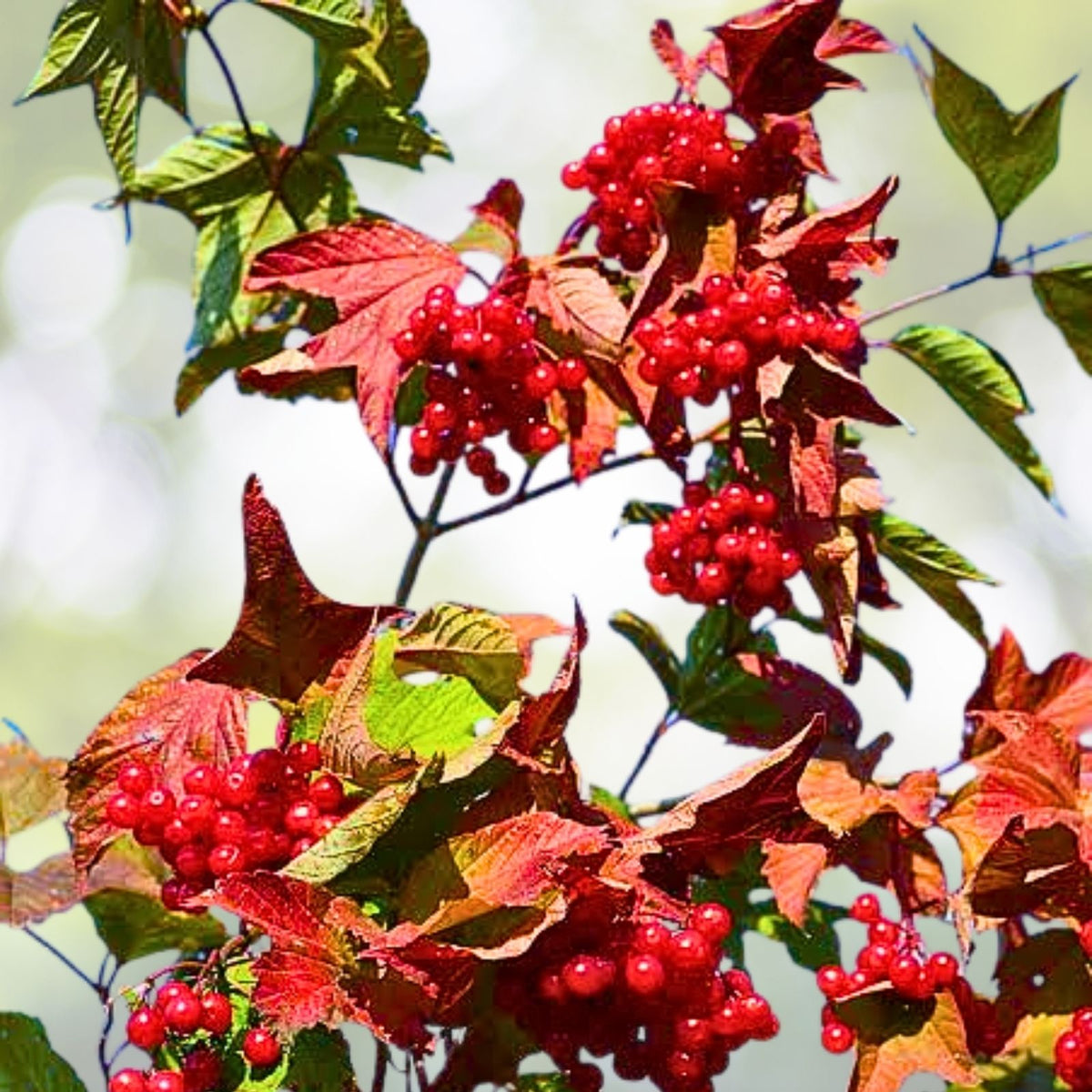 Old Fashion Snowball Highbush Cranberry Seedling - 4" Pot - Viburnum trilobum