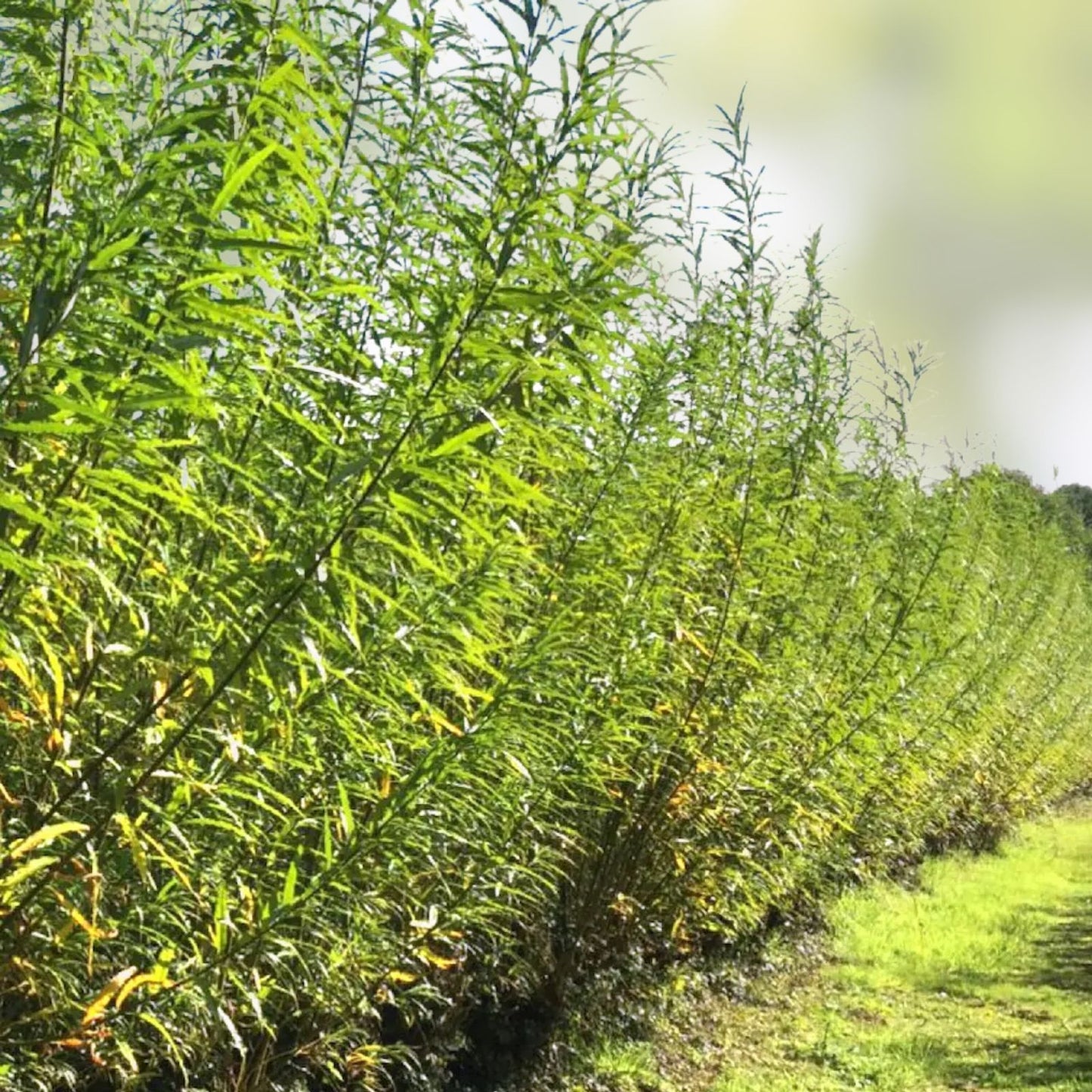 Hybrid Willow Tree 3-6 Feet Fast Growing Privacy Shade Austree Willow Salix x pendulina
