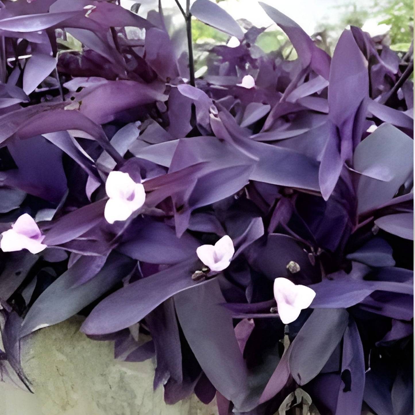 6 Purple Heart Wandering Jew Cuttings - Tradescantia Pallida Purpurea Indoor Plant Propagation Supplies