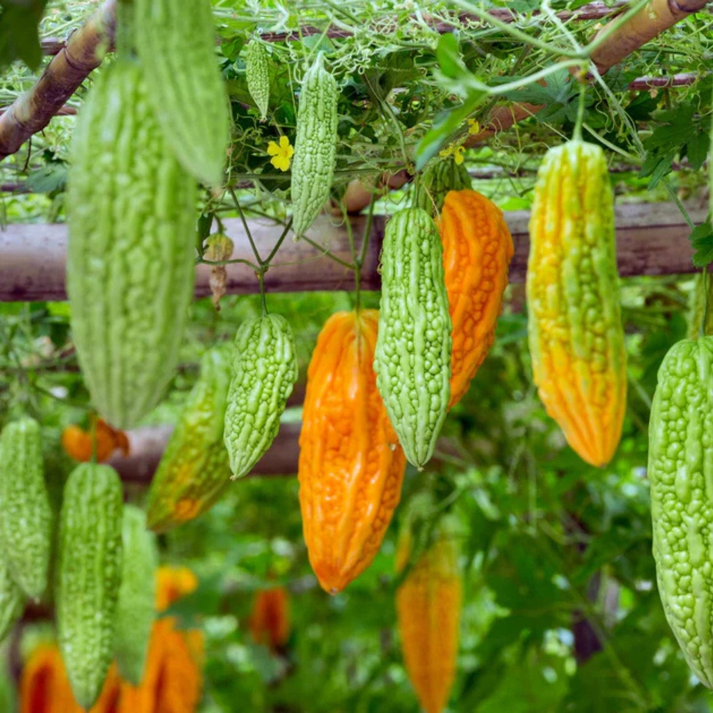 Bitter Gourd Vine Seeds 20 Pack Green Bitter Melon Momordica charantia Vegetable Planting Seeds