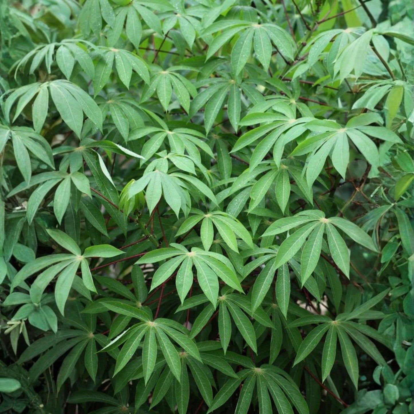 Organic Sweet Red Cassava Cuttings - 4 Yuca Cuttings - Manihot Esculenta - Tropical Edible Plant for Gardening and Cooking