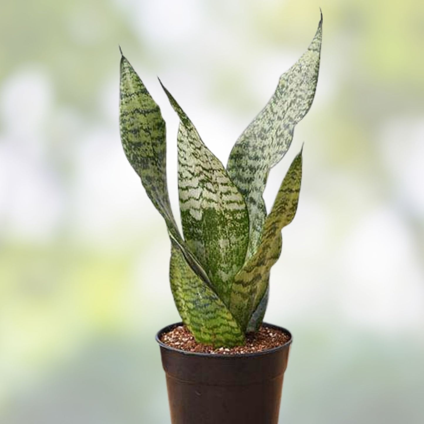 Sansevieria Snake Plant Starter Leaf Cuttings – 4 Varieties – Indoor Houseplant – Sansevieria trifasciata