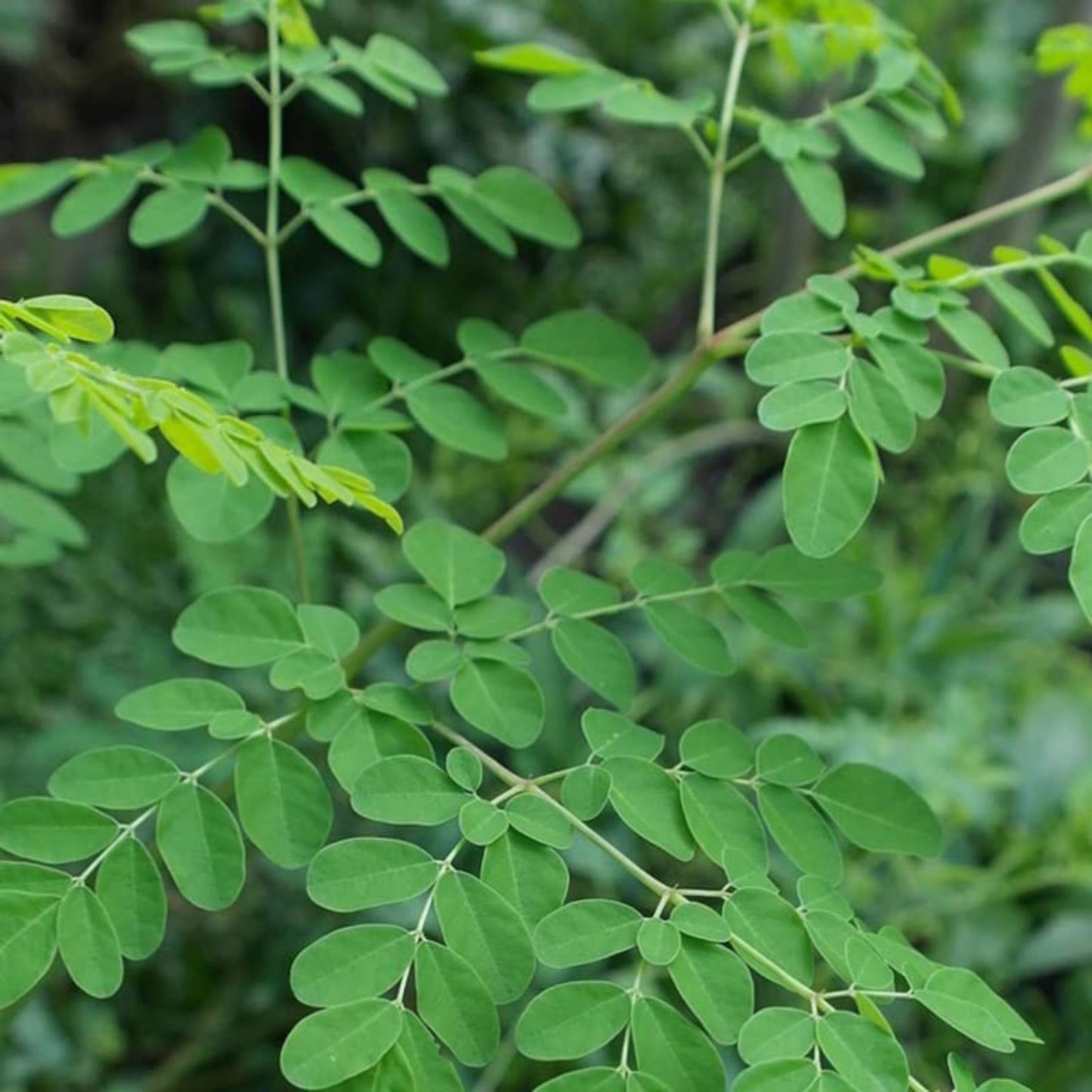 Moringa Oleifera Tree Cuttings 4-8 inches Organic Natural for Planting, Moringa Tree Seedlings, Edible Leaves, Fast Growing Plant