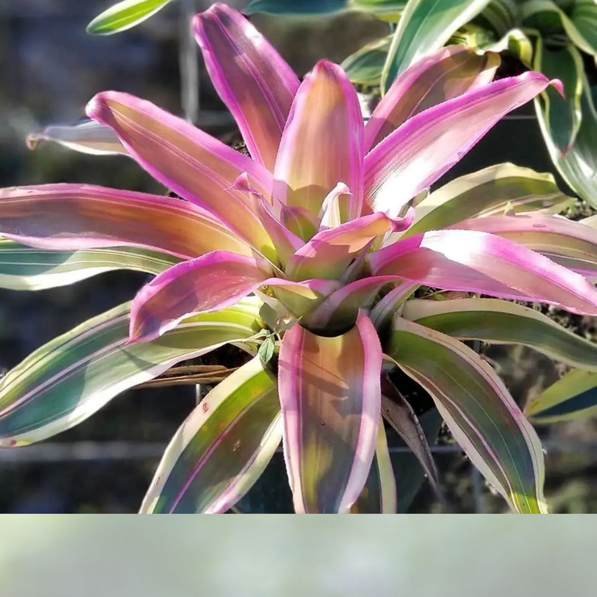 Neoregelia Plant 6" Pot Green Apples Tropical Bromeliad Neoregelia 'Green Apples' Healthy Indoor Houseplant