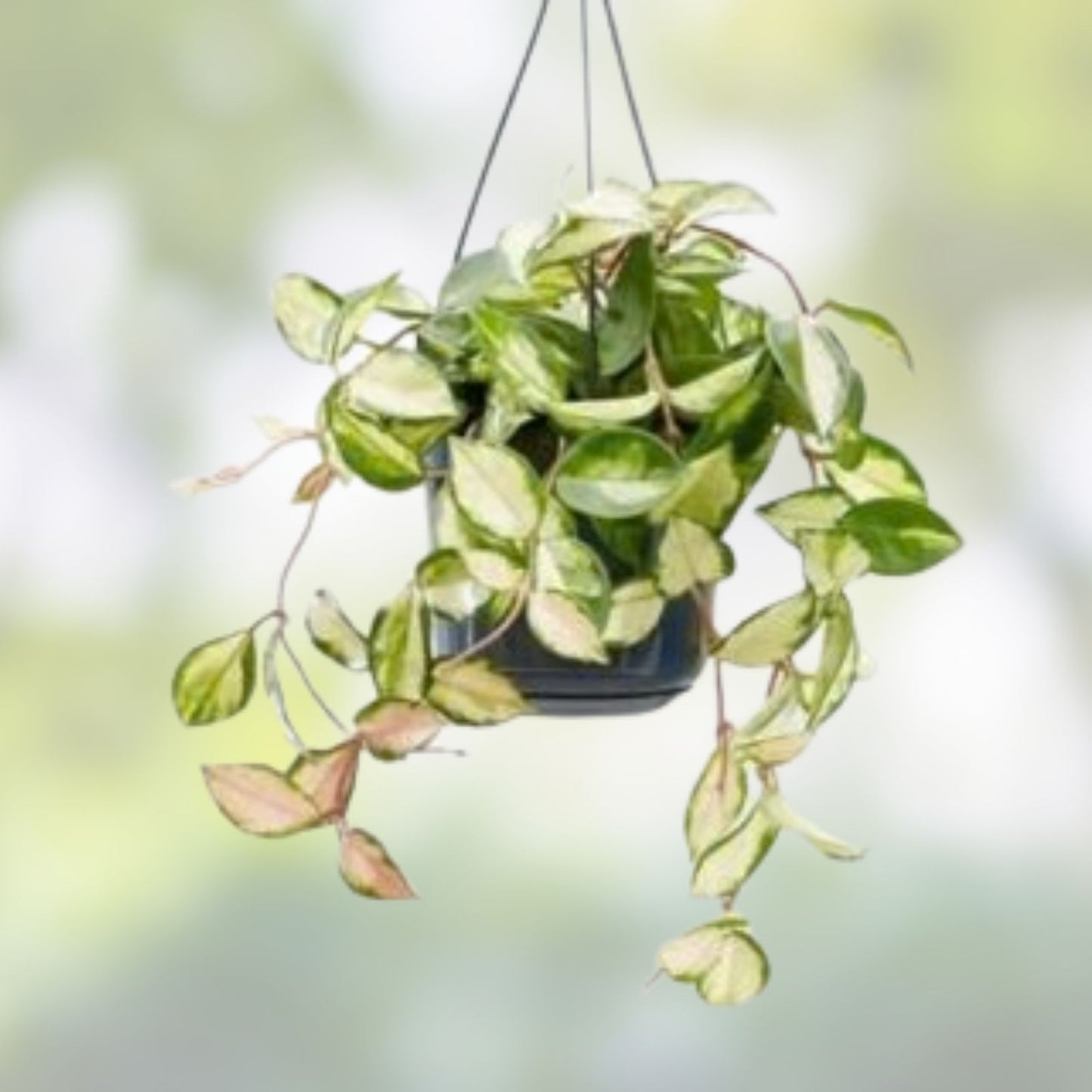 Hoya Paxtonii Trailing Indoor Houseplant - Wax Plant with Thick Green Leaves - Hoya Species