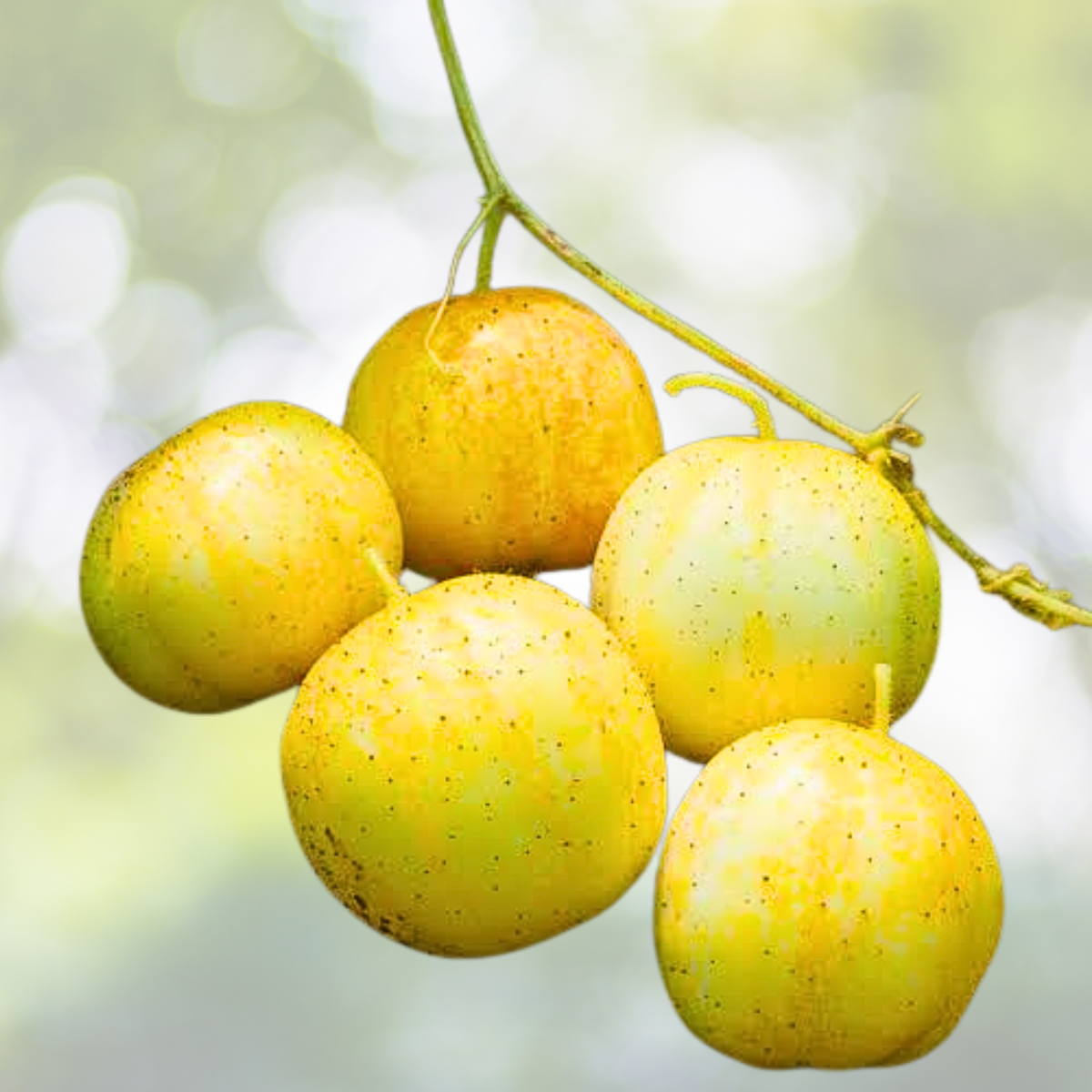 Cucumber Seeds 100 Non-GMO Lemon Sweet Yellow Baseball Sized Fruits Cucumis sativus