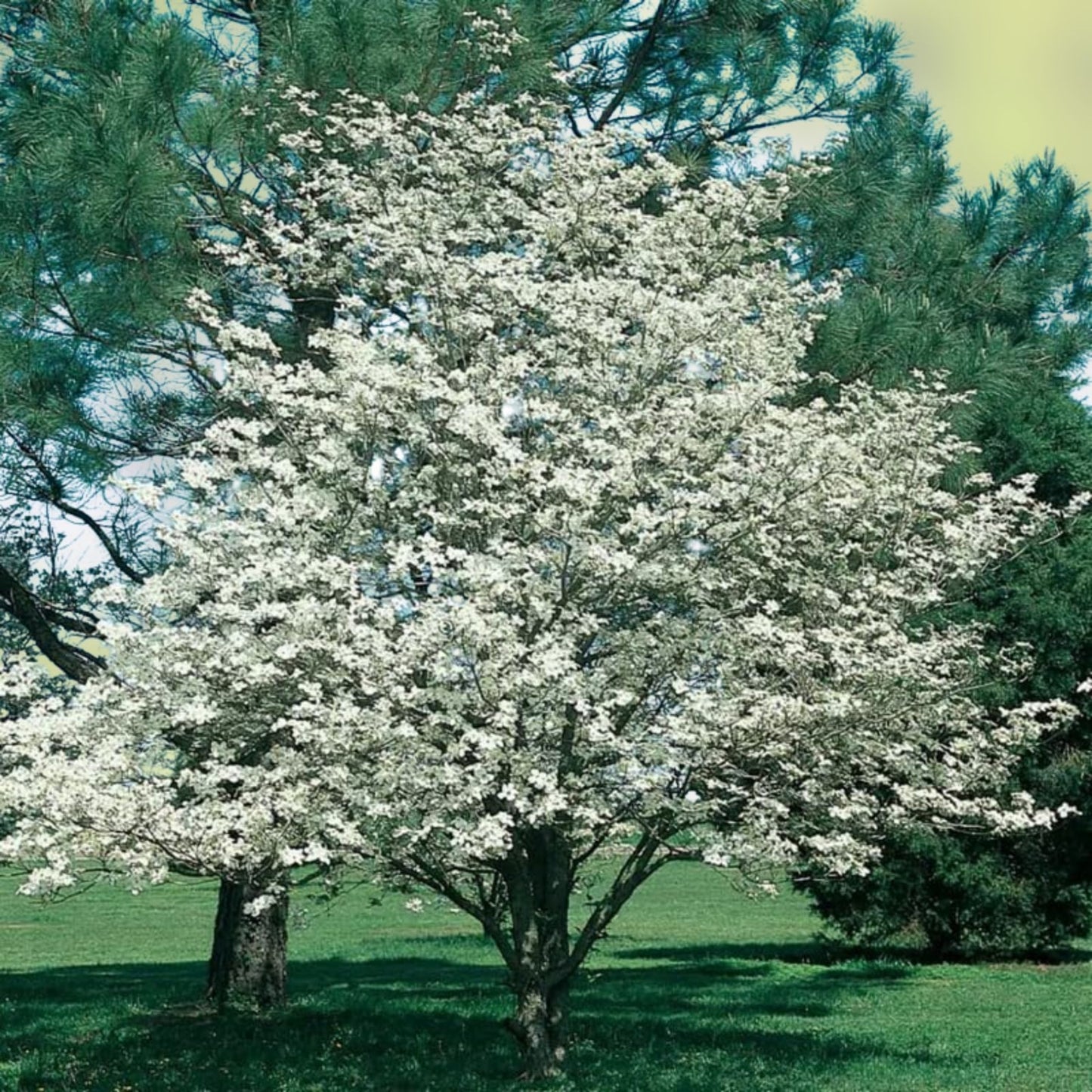 Flowering Dogwood Tree Live Plant 12-18" Bare Root, Cornus florida, White Blooms, Hardy Landscape Tree, Spring Flowers