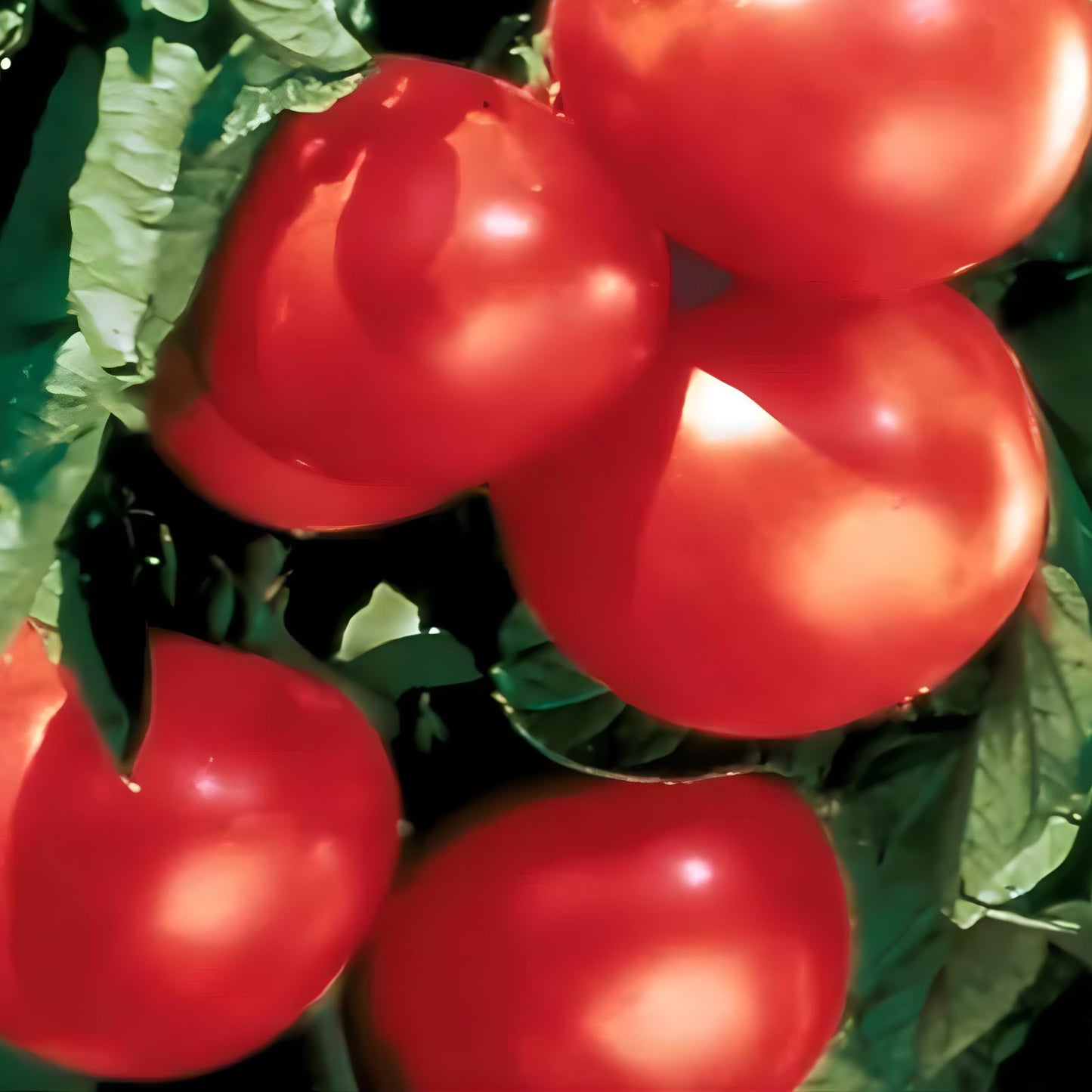 Bonny Best Scarlet Tomato Seeds - 1000 Seeds - Medium Round Red Slicer - Lycopersicon esculentum for Canning & Fresh Use