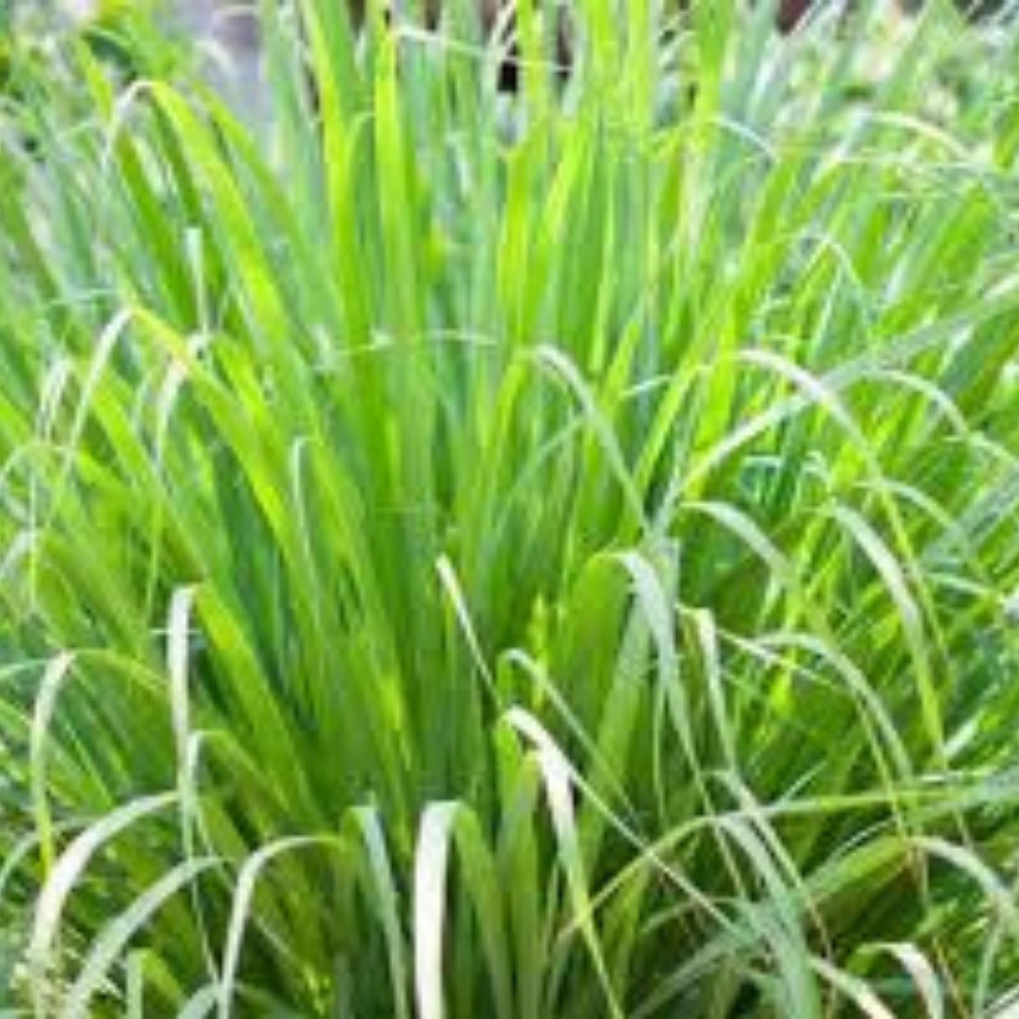 Lemongrass Seeds 100 Pack - Grow Lemon Grass Herb - Cymbopogon citratus - Organic Culinary & Medicinal Herb Seeds