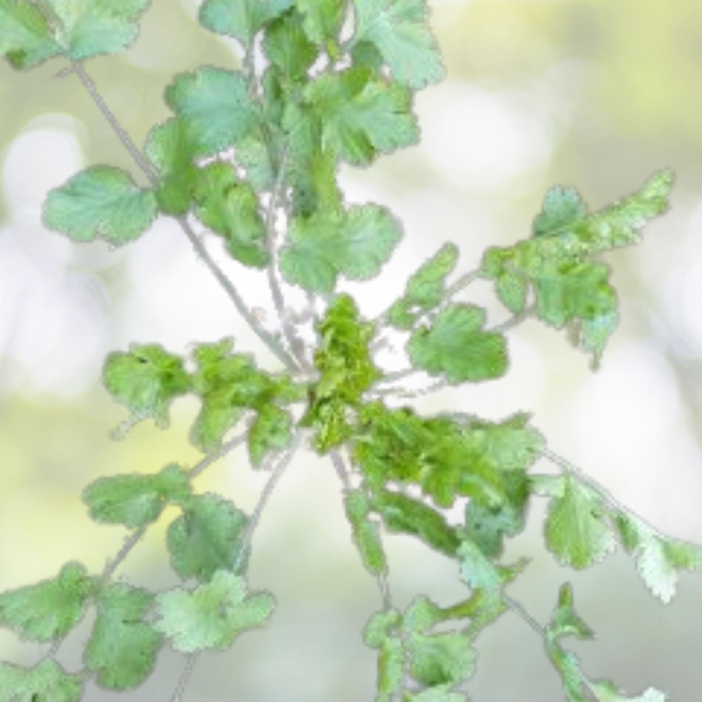 Cilantro Seeds - 100+ Seeds - Coriander Leaves - Chinese Parsley, Mexican Parsley - Coriandrum sativum