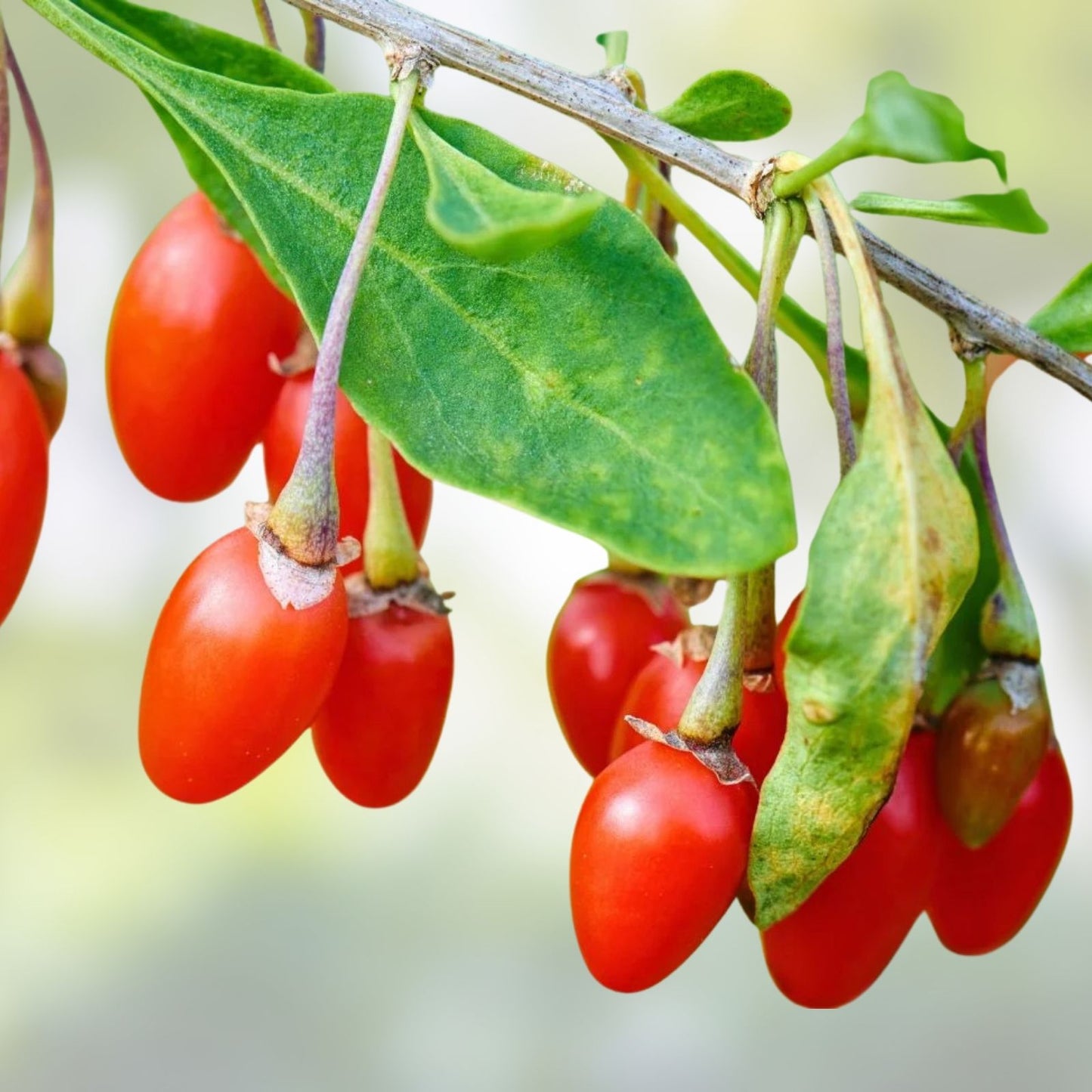 Goji Berry Cuttings 20 Pack - Lycium barbarum Fresh Live Plants for Flowering and Fruit Production