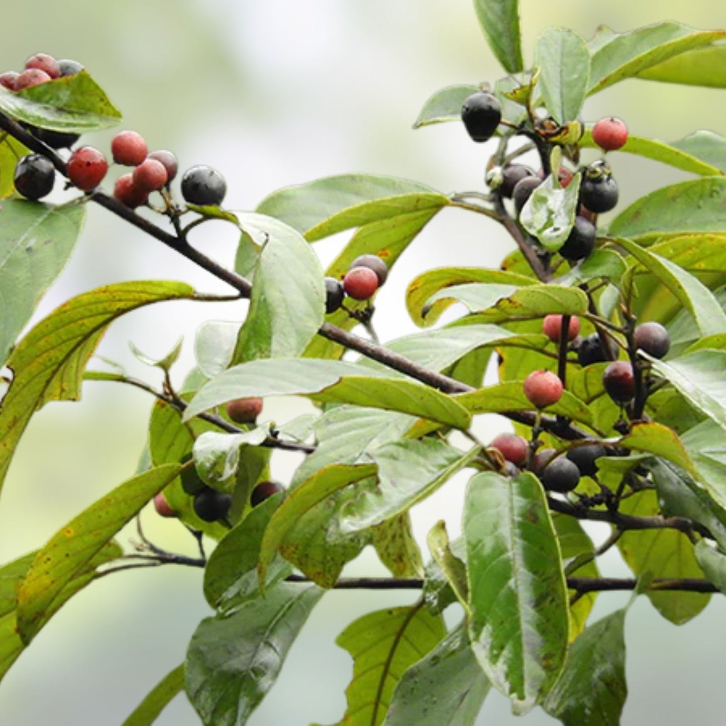 Carolina Buckthorn Live Plant - 12-18" Bare Root Shrub - Frangula caroliniana - Native Wildlife Garden Plant