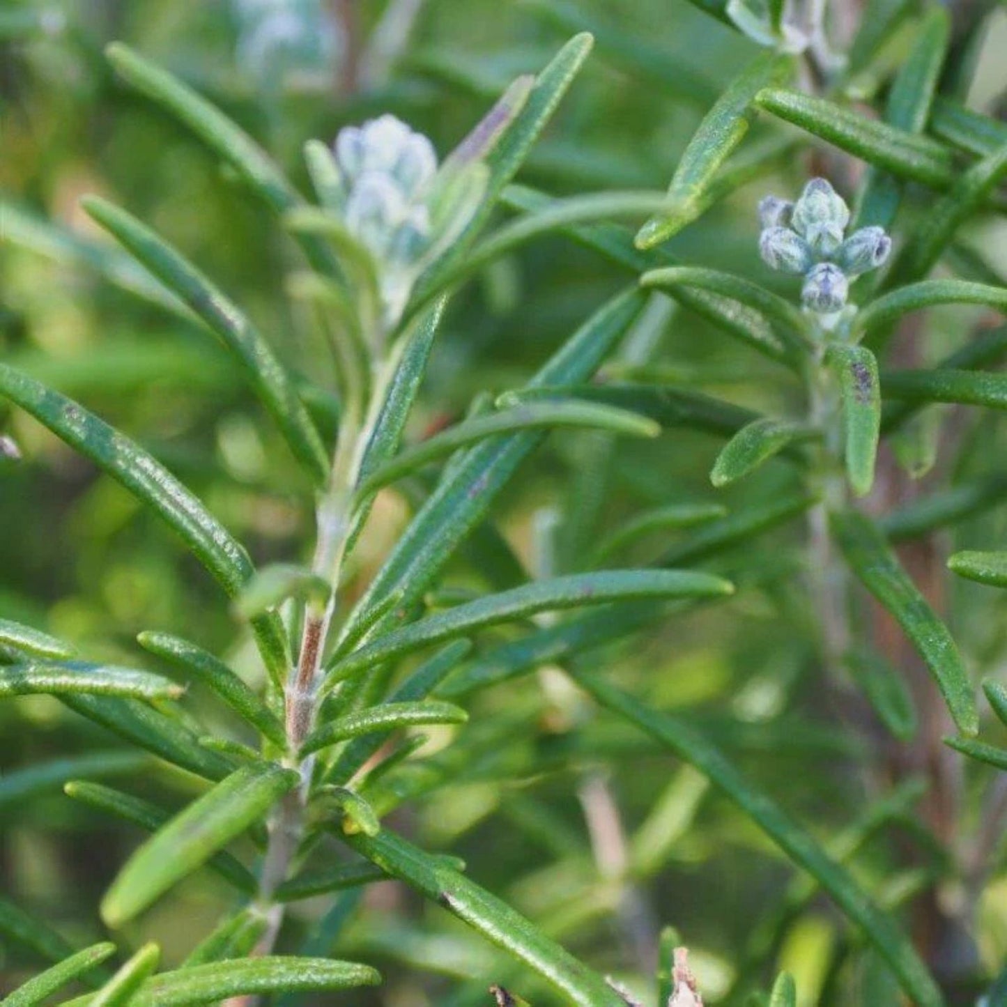10 Fresh Organic Rosemary Stems - Culinary Herb Cuttings - Rosmarinus officinalis - Gourmet Cooking, Natural Flavor, Herb Gardening