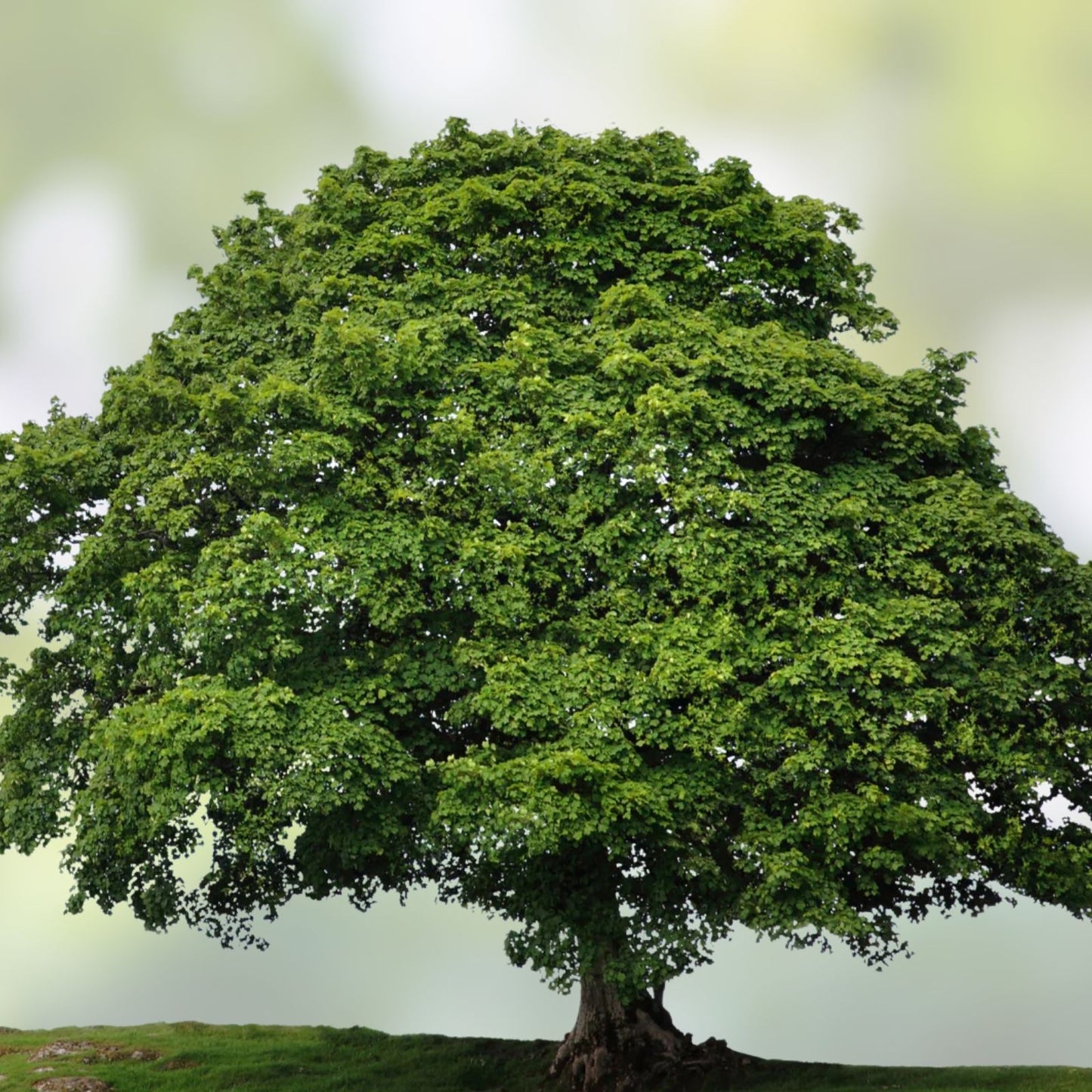 Sycamore Trees Set of 2 Bare Root Live Plants 18+ Inches Deciduous Platanus occidentalis