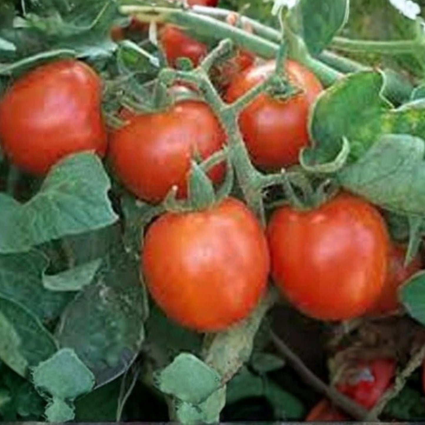 Iceberg Lettuce Seeds - Heirloom Non-GMO Large Head 1000 Seeds Lactuca sativa Vegetable Seeds
