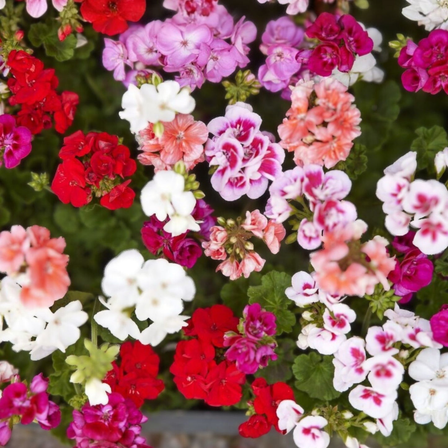 Zonal Geranium Cuttings 10 Stems Coral Pelargonium for Rooting and Propagation - Gardeners and Plant Lovers