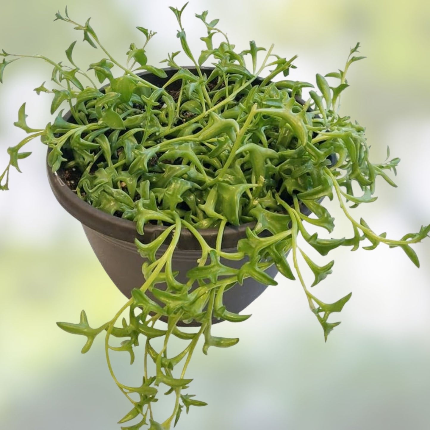 String of Dolphins Cuttings 12 Pack - Senecio peregrinus Succulent Plant - Trailing Houseplant - Easy Care Indoor Plant
