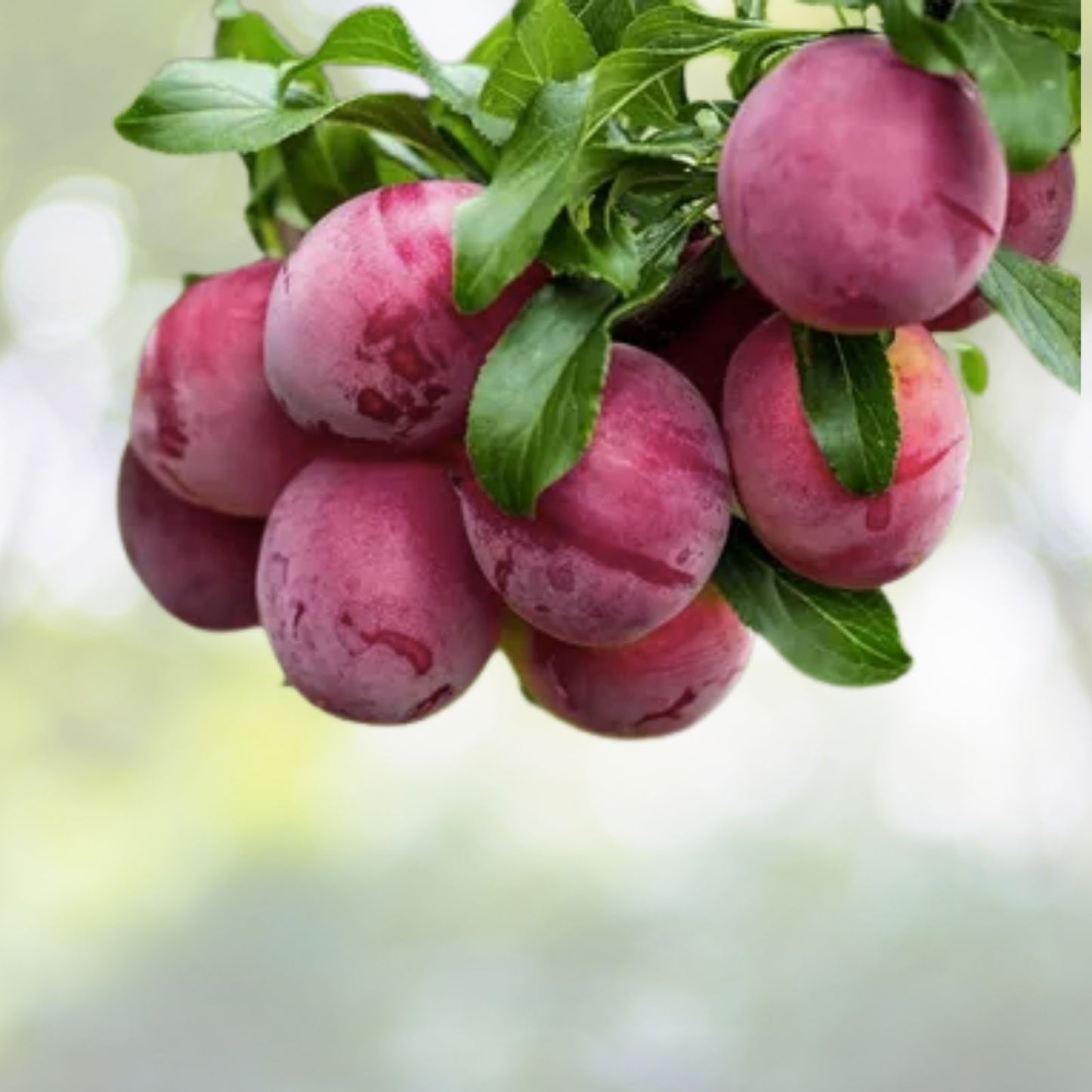Organic Cherry Plum Tree Seeds - 5 Pack - Prunus americana - Free Shipping