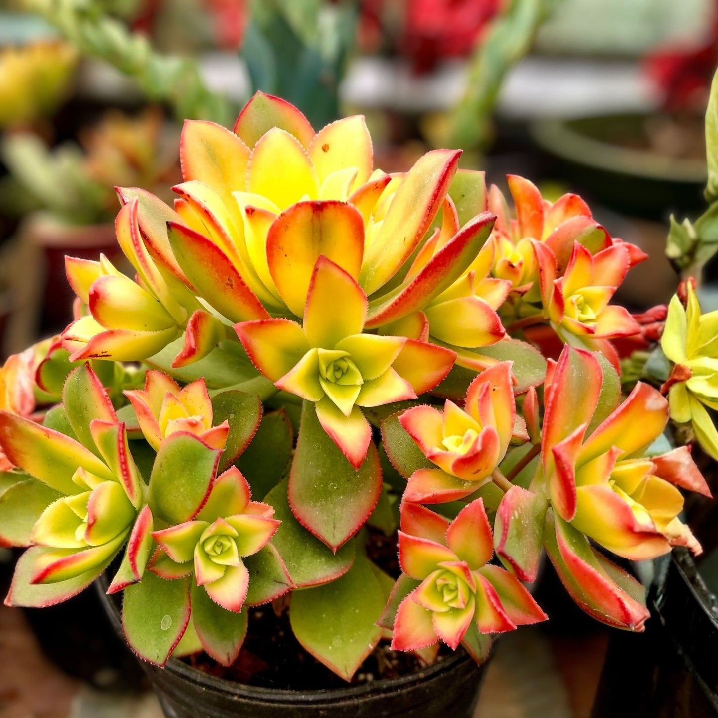 Live Succulent Plants, Variegated Aeonium Kiwi & Aeonium haworthii 'Dream Color', Red Foliage, Low Maintenance Indoor Garden