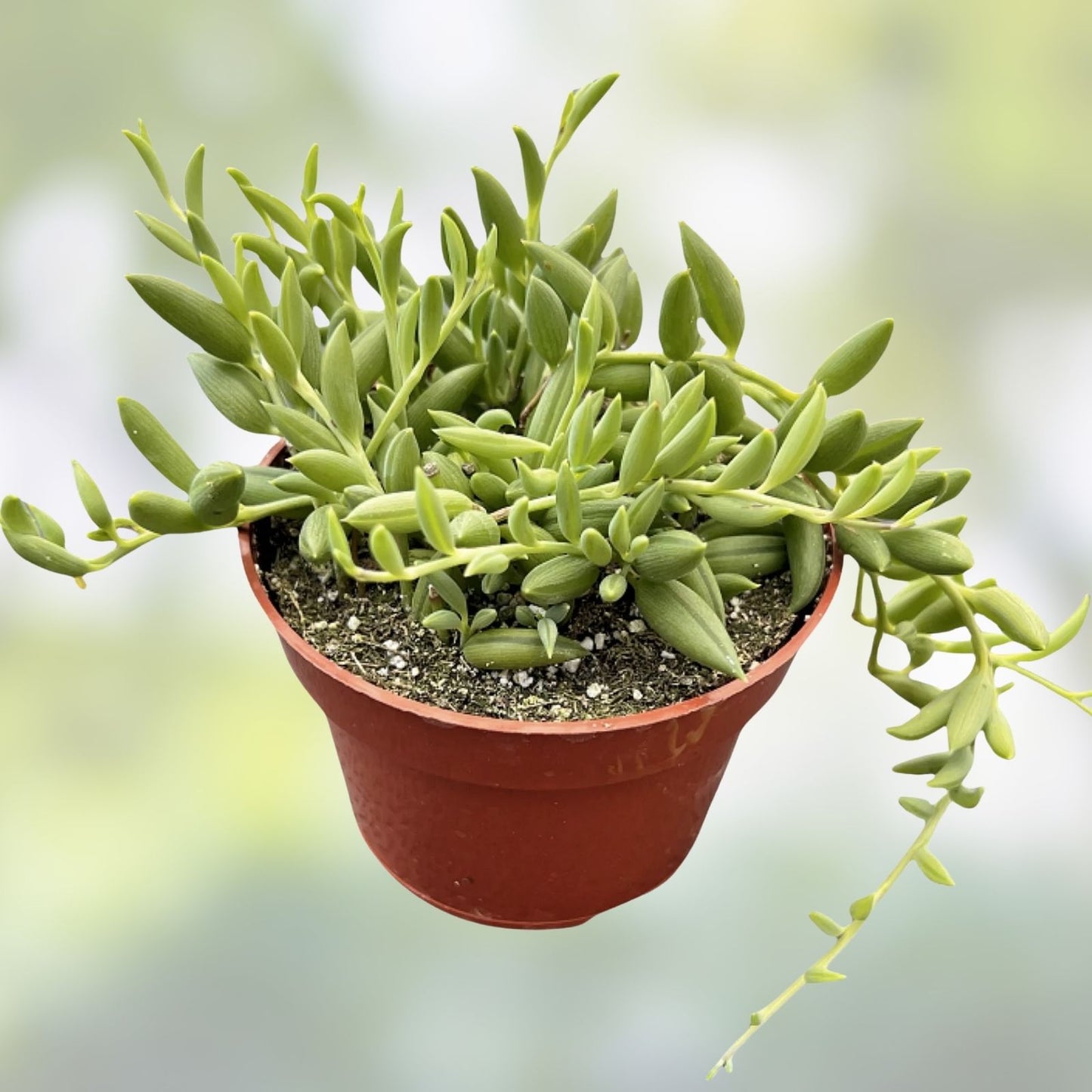 15 Cuttings Organic String of Bananas Senecio Radicans Houseplant Succulent Decor - Easy Care Indoor Plant