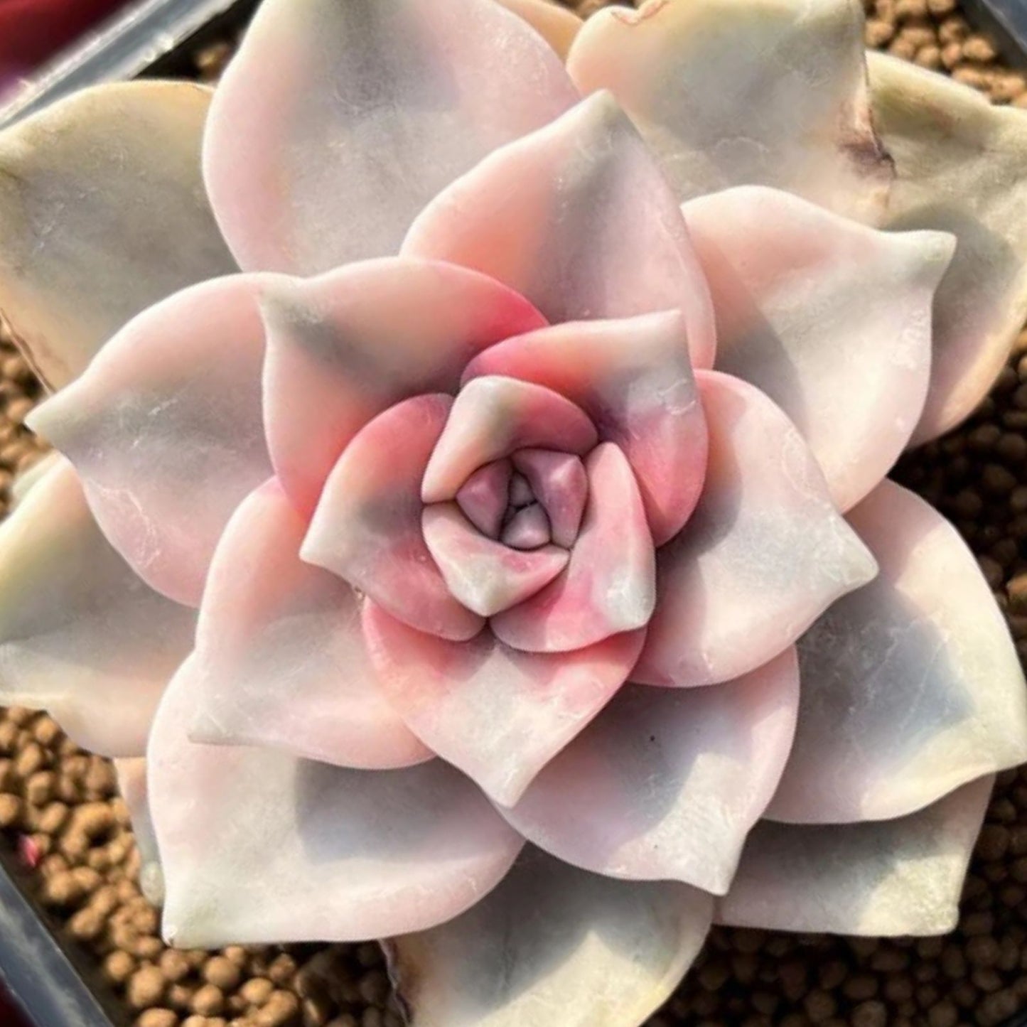 Graptopetalum Purple Delight Succulent Cuttings - 2 Rooted Plants for Indoor Gardening - Easy Care, Low Maintenance, Houseplant