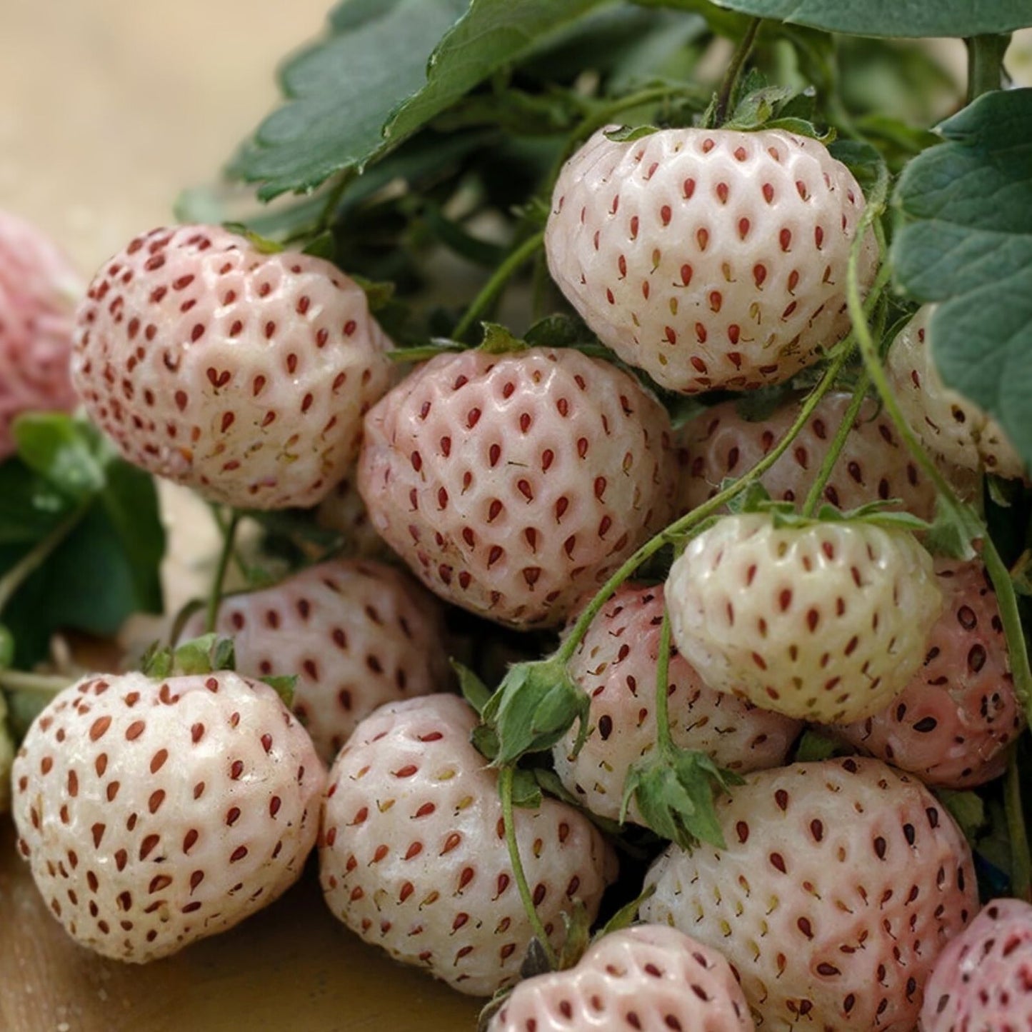 Large Live Plug Plant – White Pineberry Strawberry – Fragaria ananassa 'Pineberry' – Unique White Skin, Juicy Flavorful Berries