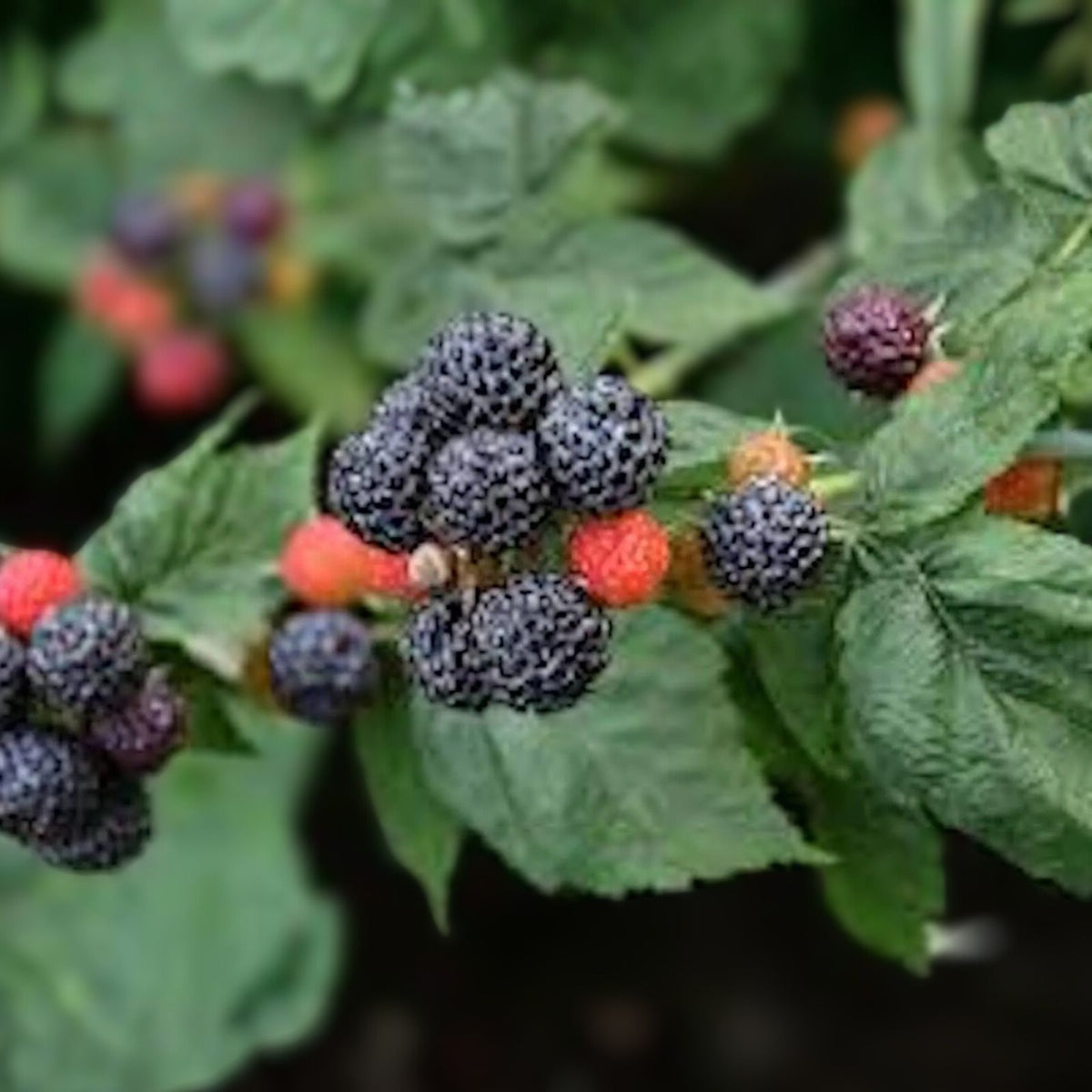 Black Hawk Raspberry Plants - 3-Pack, Rubus occidentalis, Hardy Fruit Shrub, Sweet Berries, Cold Hardy, Disease Resistant