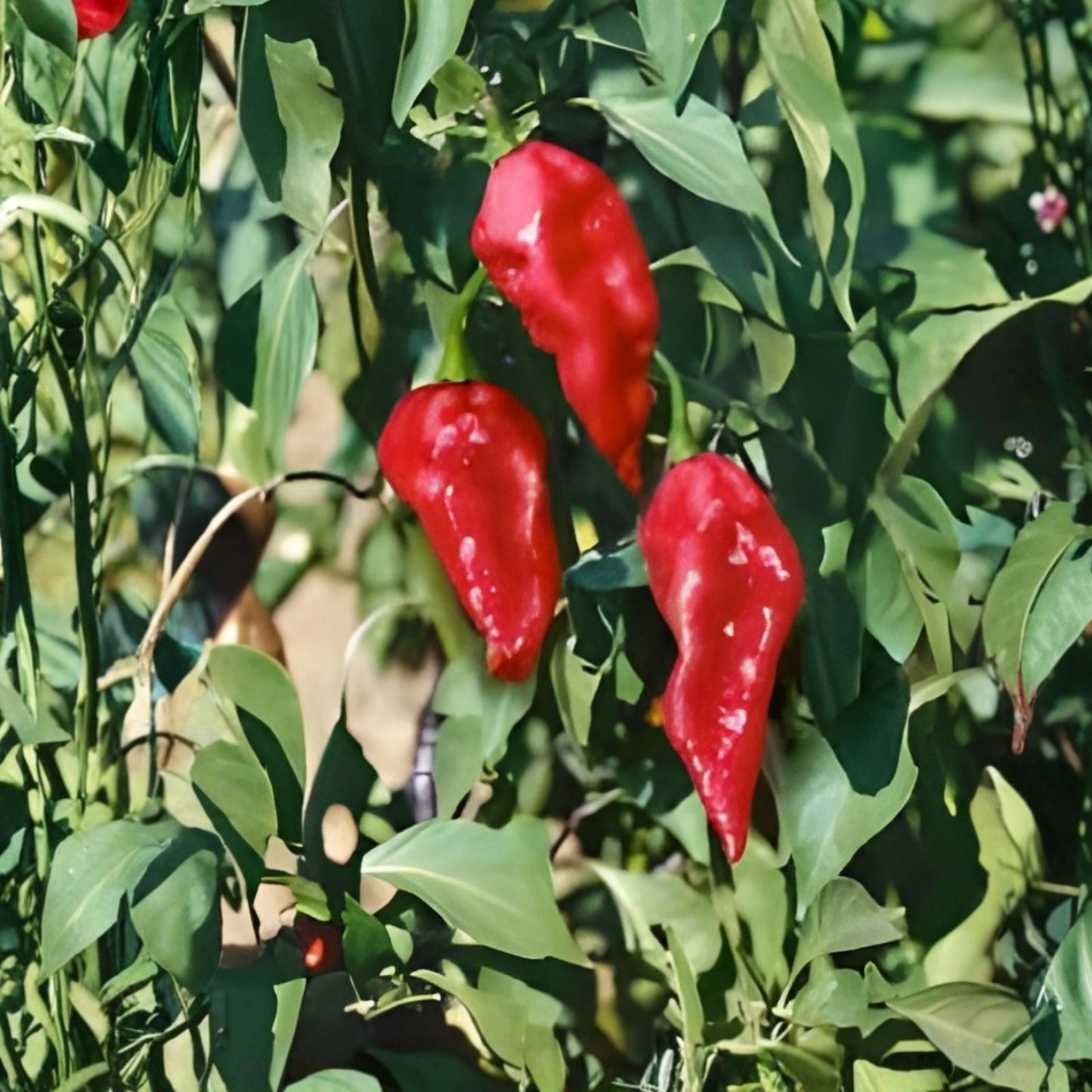 Ghost Pepper Seeds - 20+ Seeds - Bhut Jolokia - Hottest Peppers for Planting, Organic Gardening, Unique Flavor, Hot Pepper Seeds