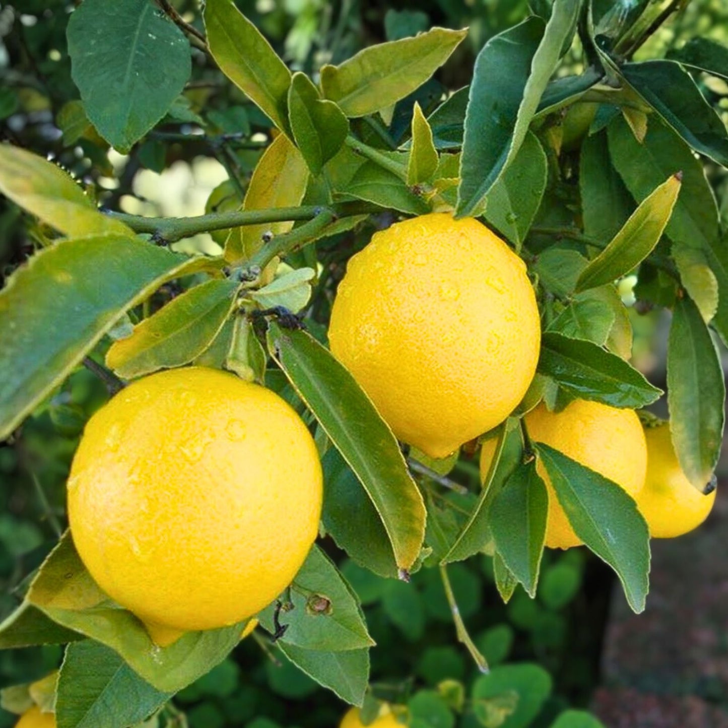 Grafted Lemon Tree 1 Gallon Pot Harvey Lemon Citrus × limon Ideal Indoor/Outdoor Plant